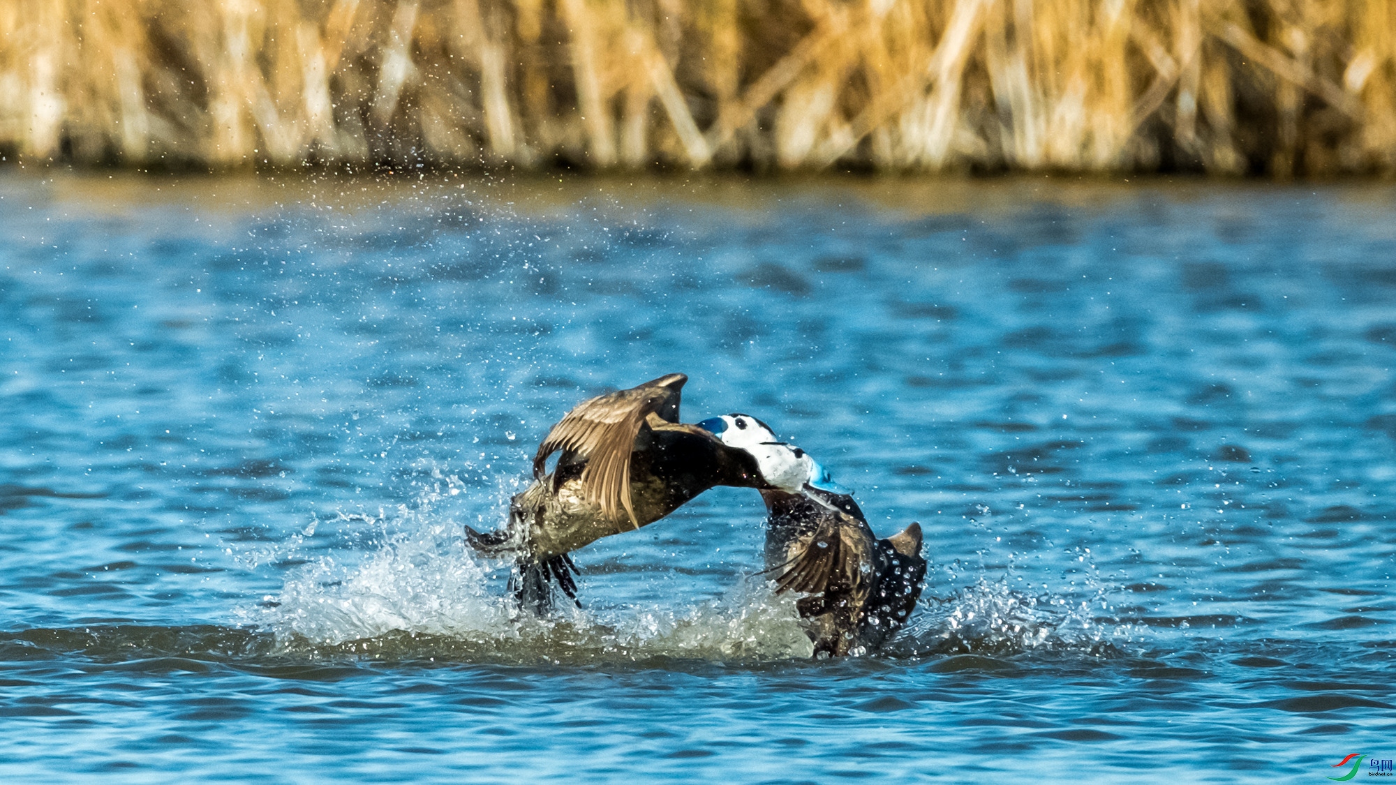 DSCF3730.jpg