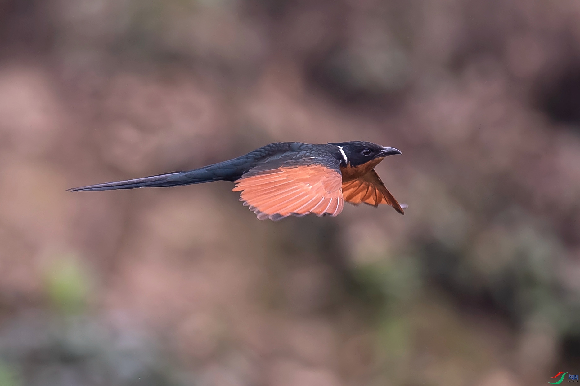 DSC_2452.jpg