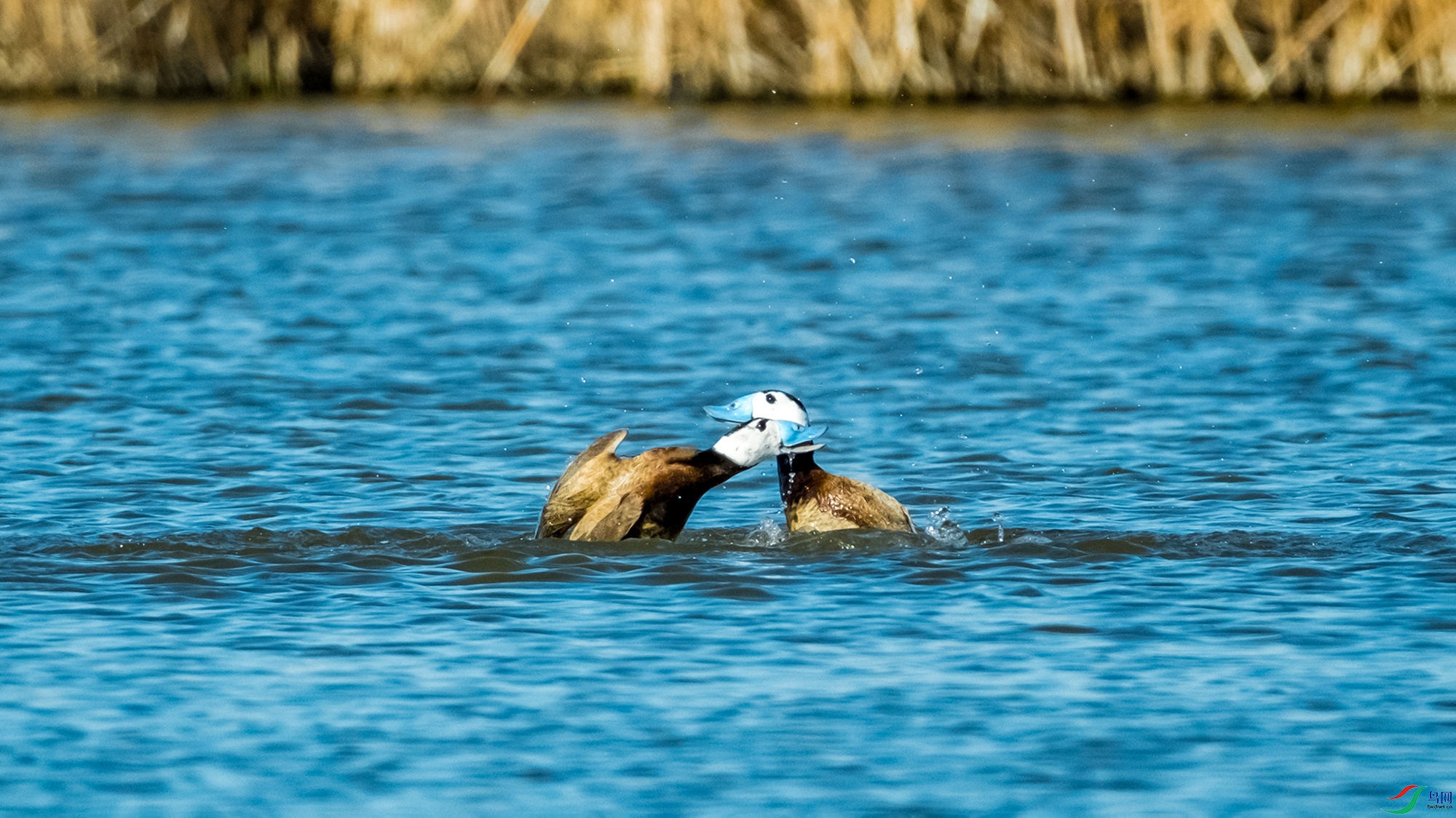 DSCF3716.jpg
