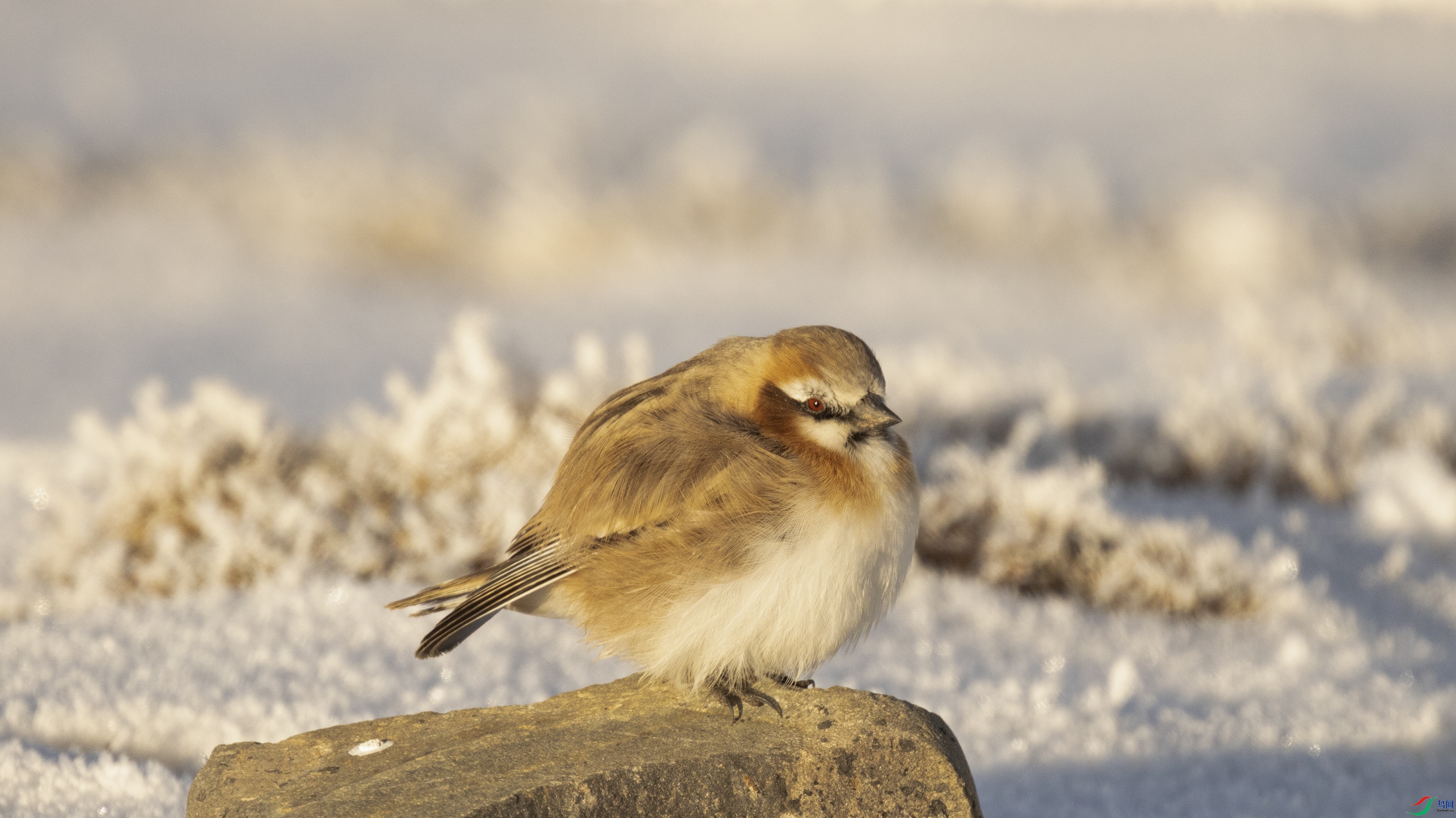 7X5A0654 ����444.jpg