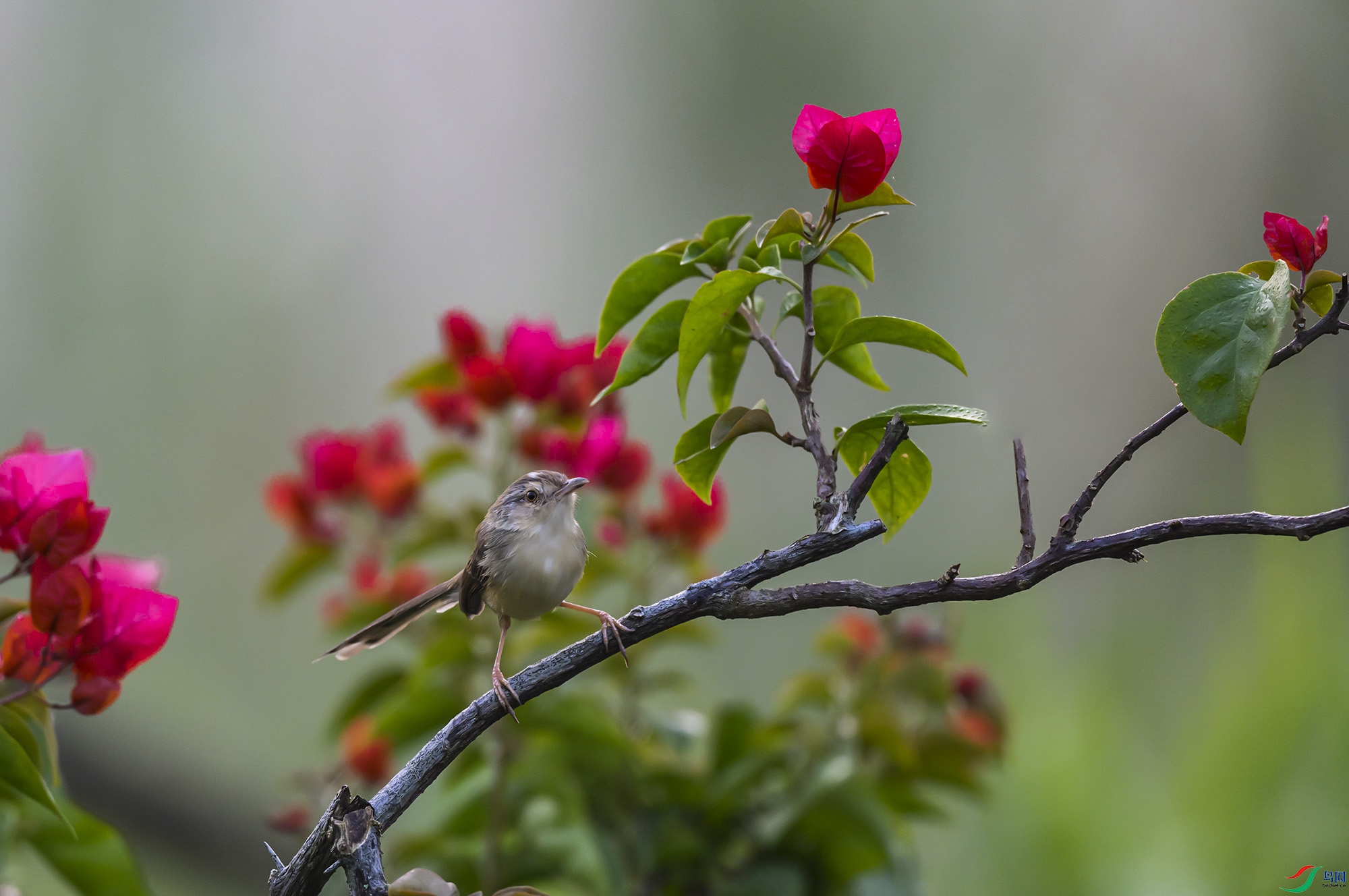 DSC_0203.jpg1.jpg