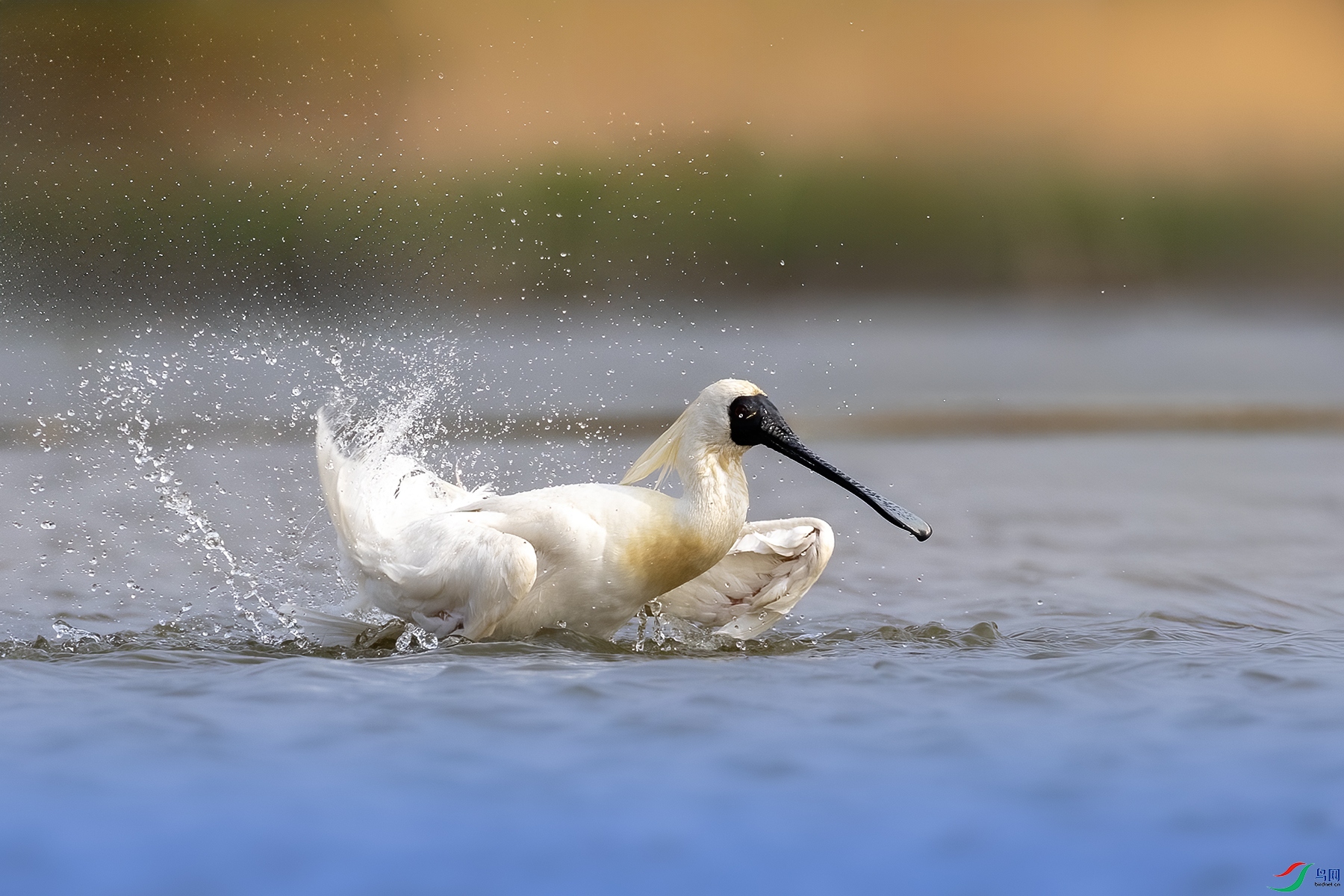 488A6536 ����.jpg