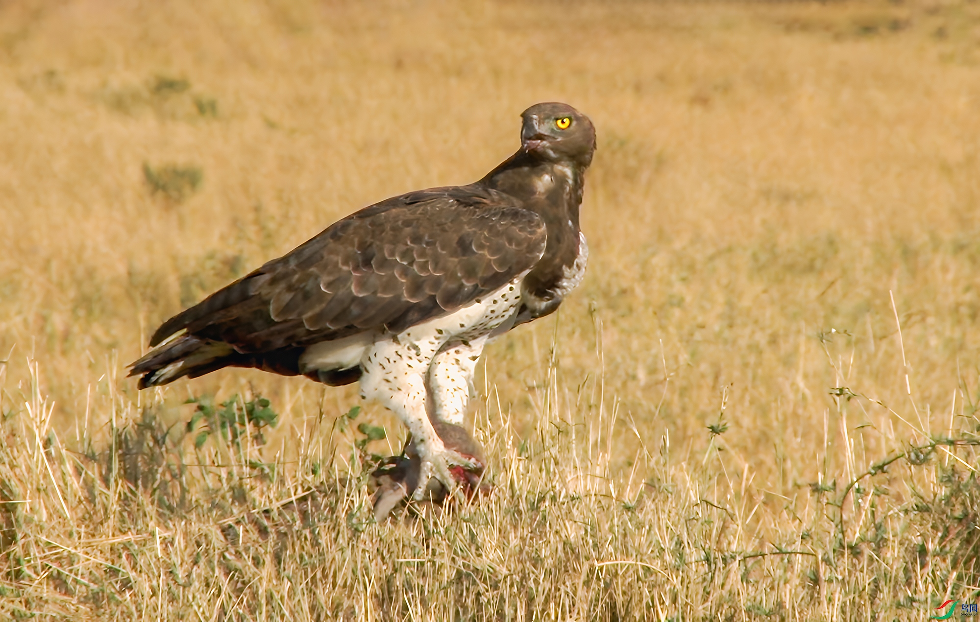 �����͵�