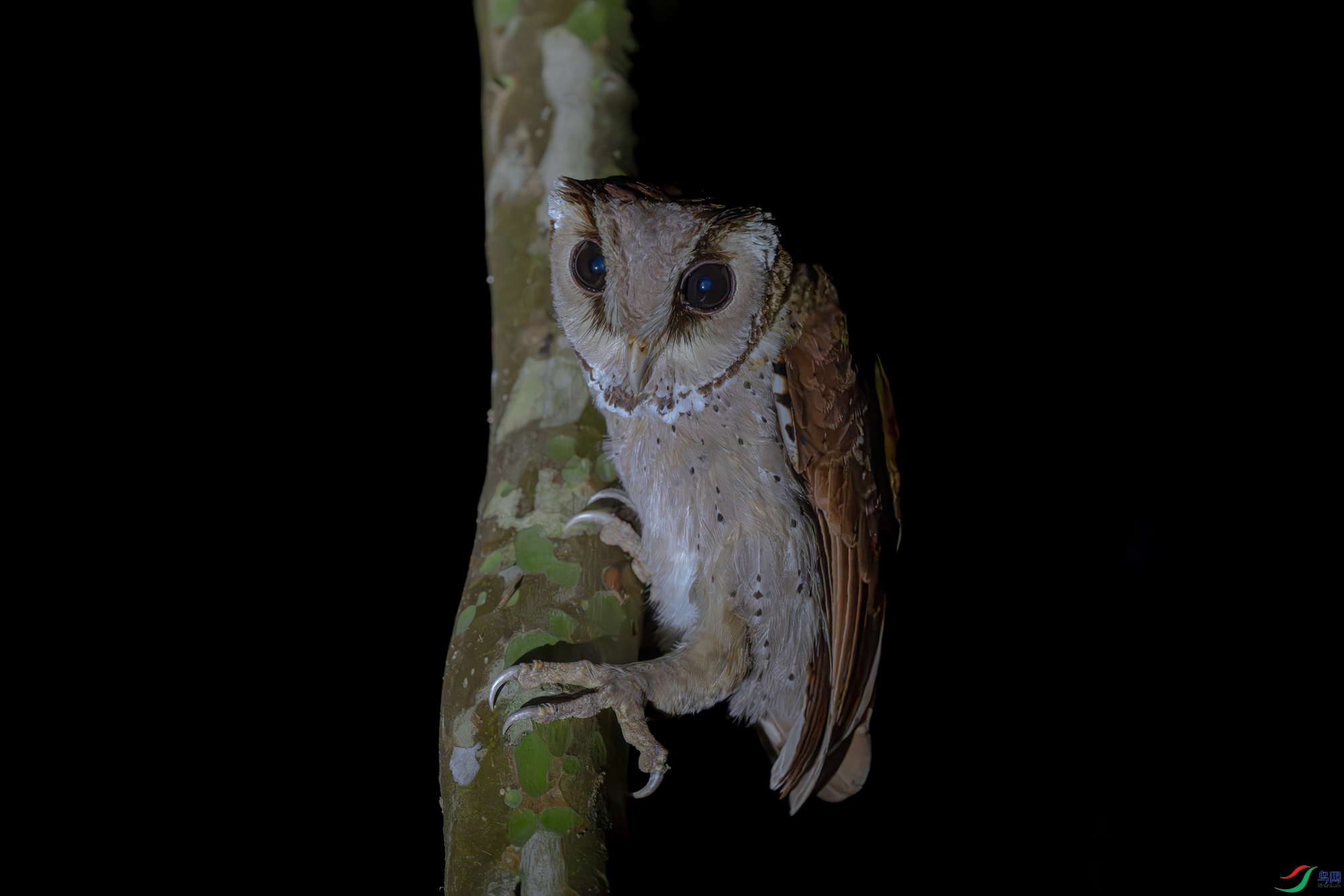_DSC8761-����ǿ-NR_1.jpg