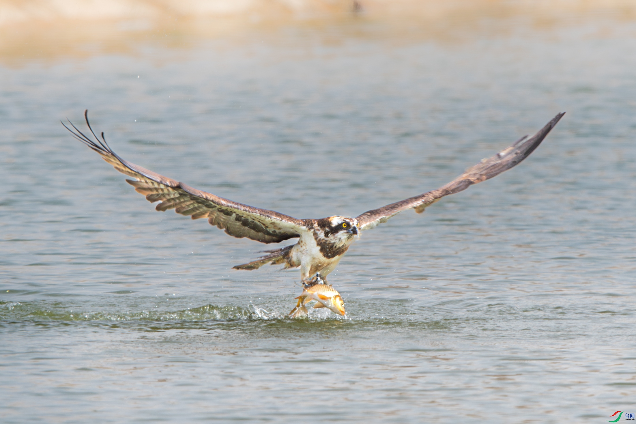 AY8I0284-����ǿ-NR ����.jpg