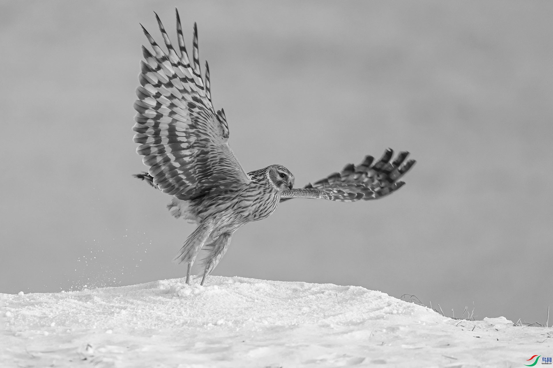 SC09952fnxxxh.jpg