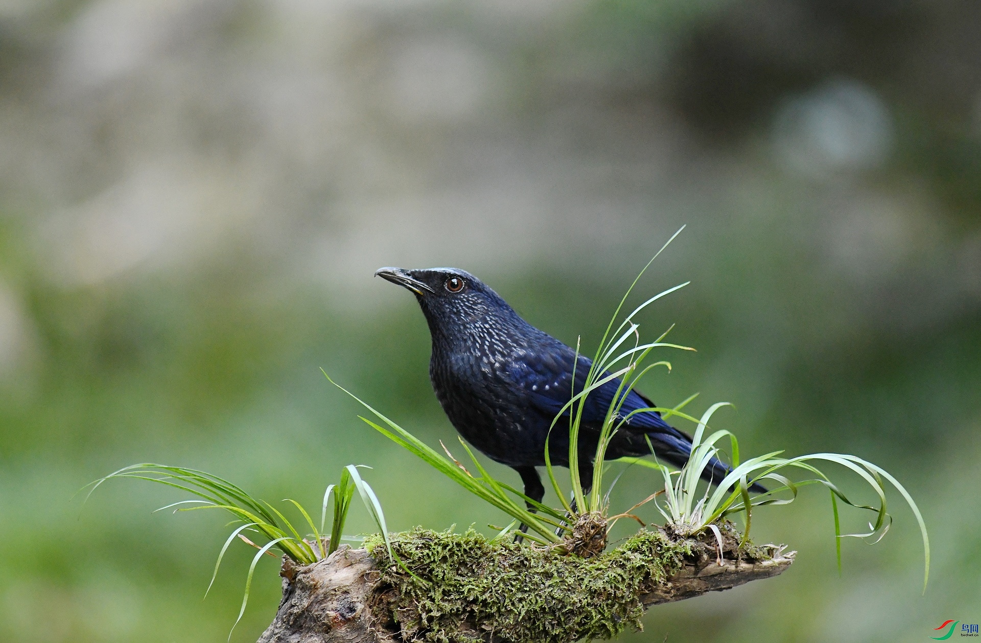 DSC_6917.jpg