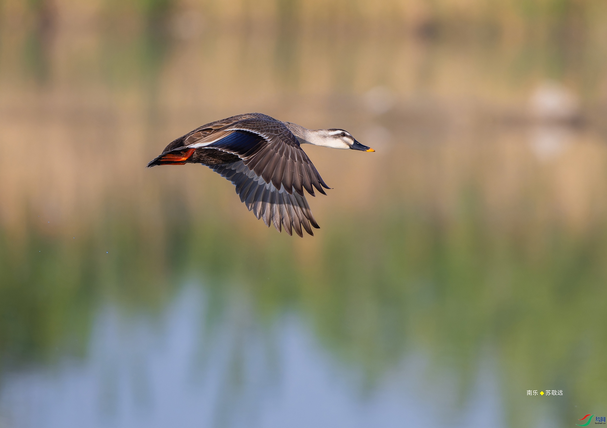 _DSC5468-NEF_DxO_С.jpg