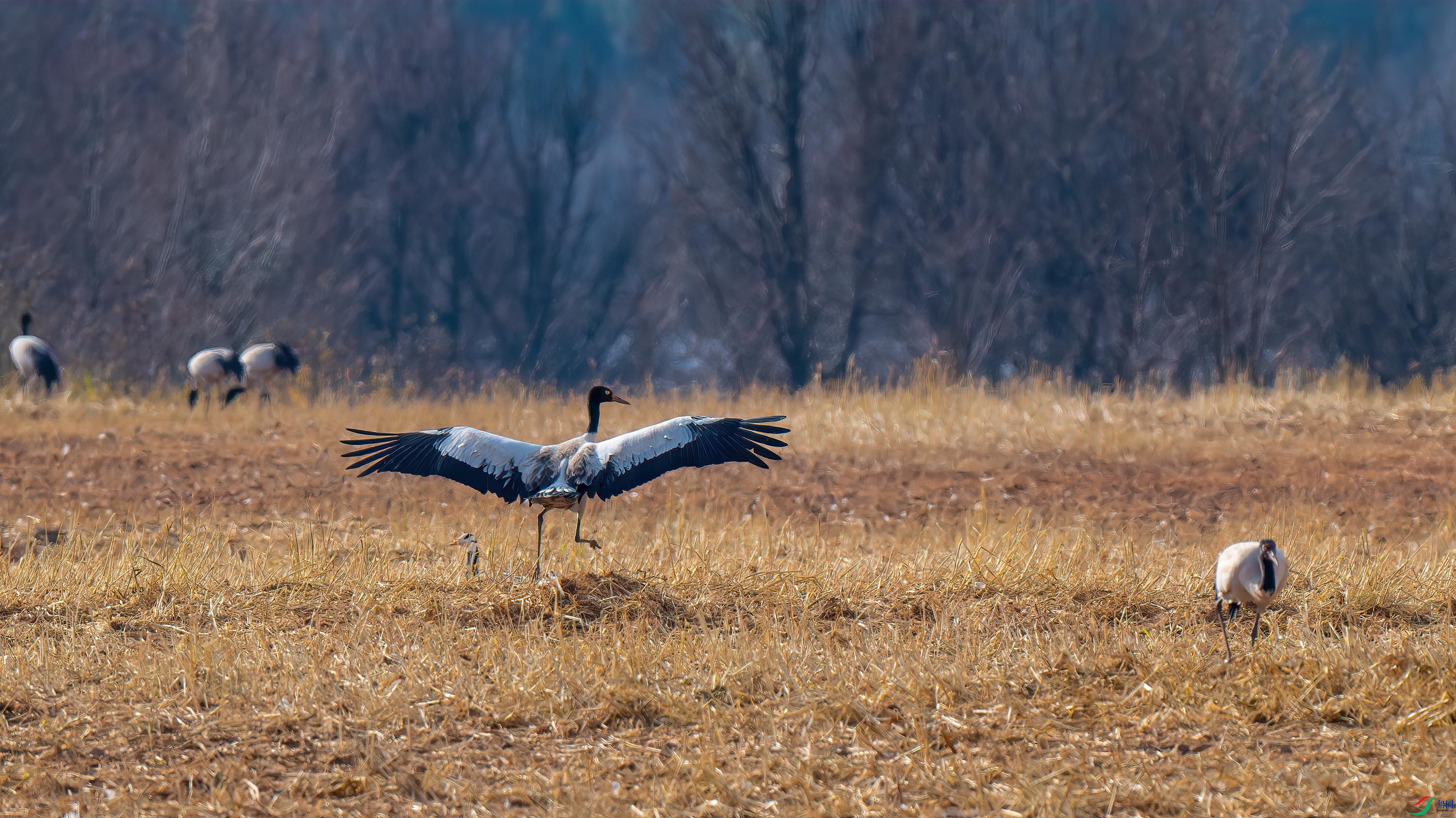 DSC_2553-����ǿ-NR.jpg