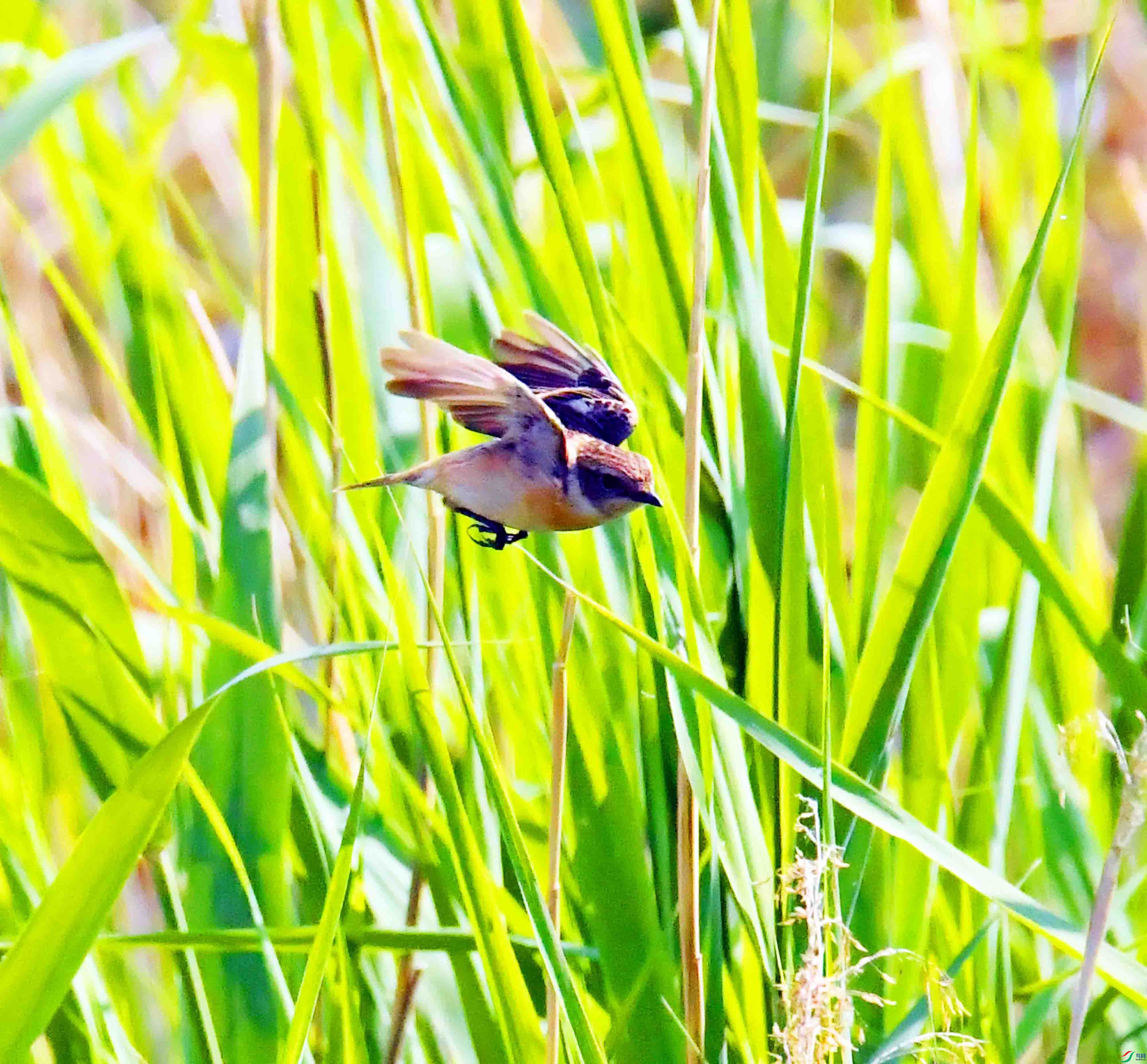 DSC_5132.JPG