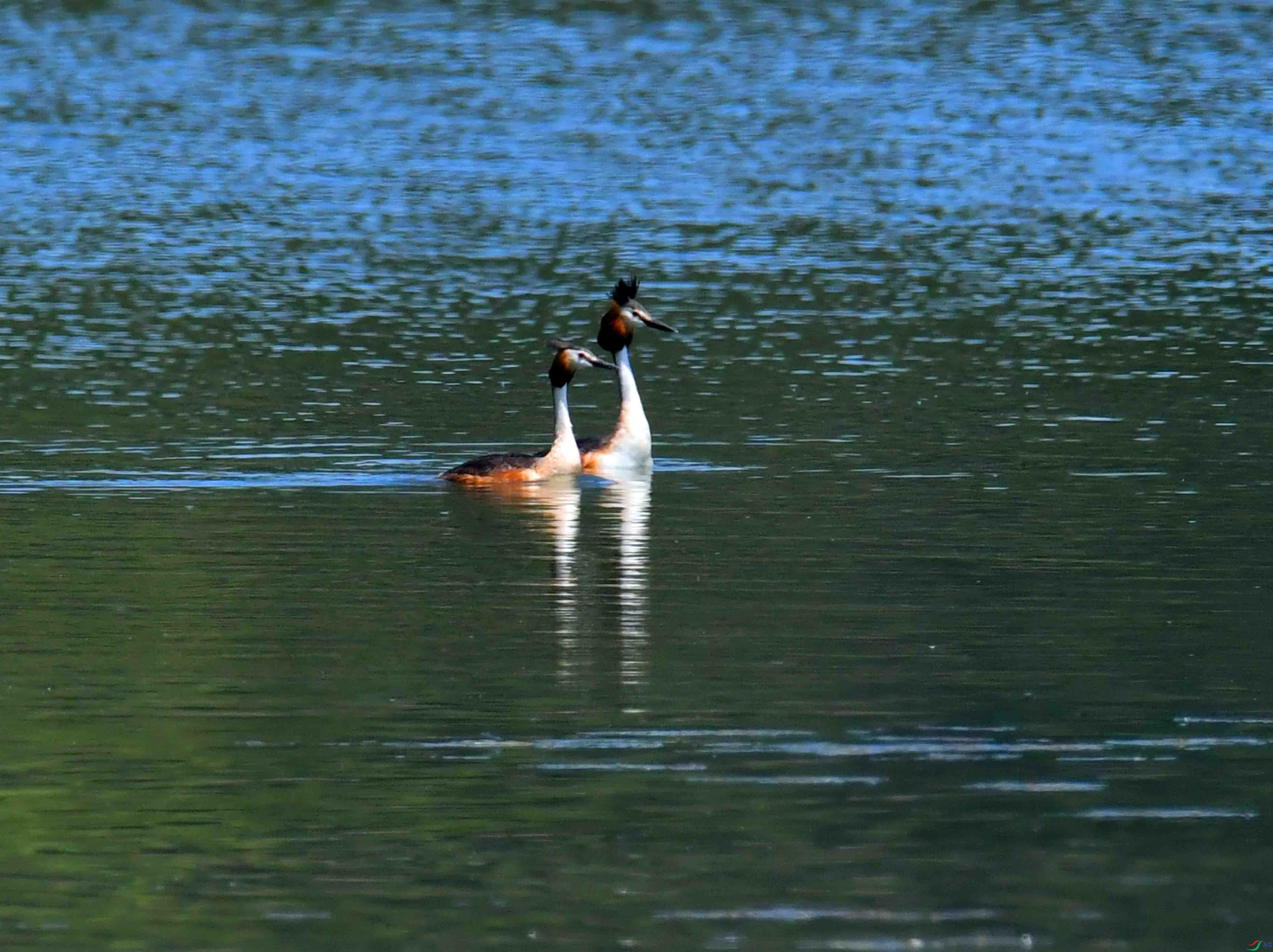 DSC_6482.JPG
