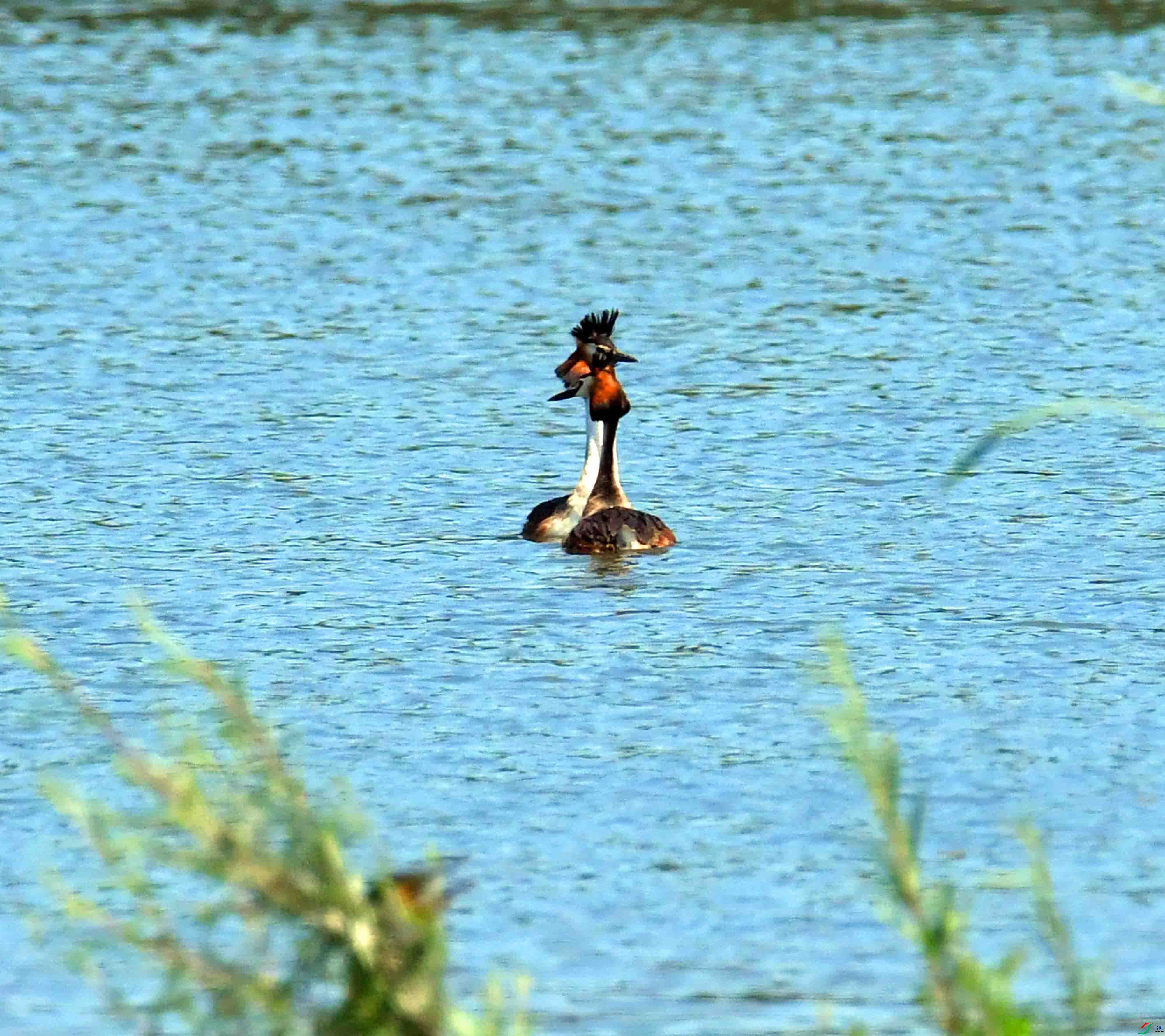 DSC_6594.JPG