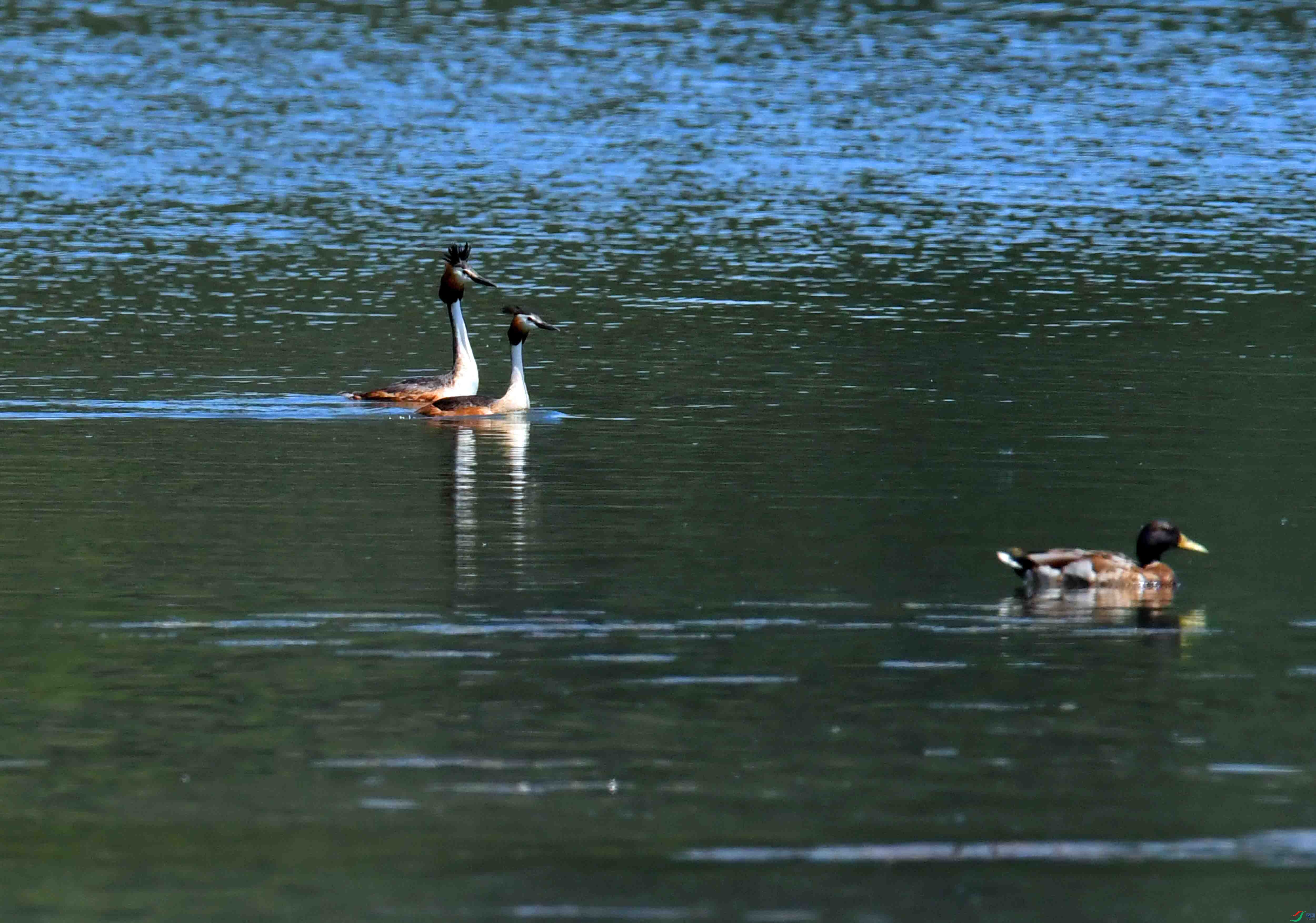 DSC_6487.JPG