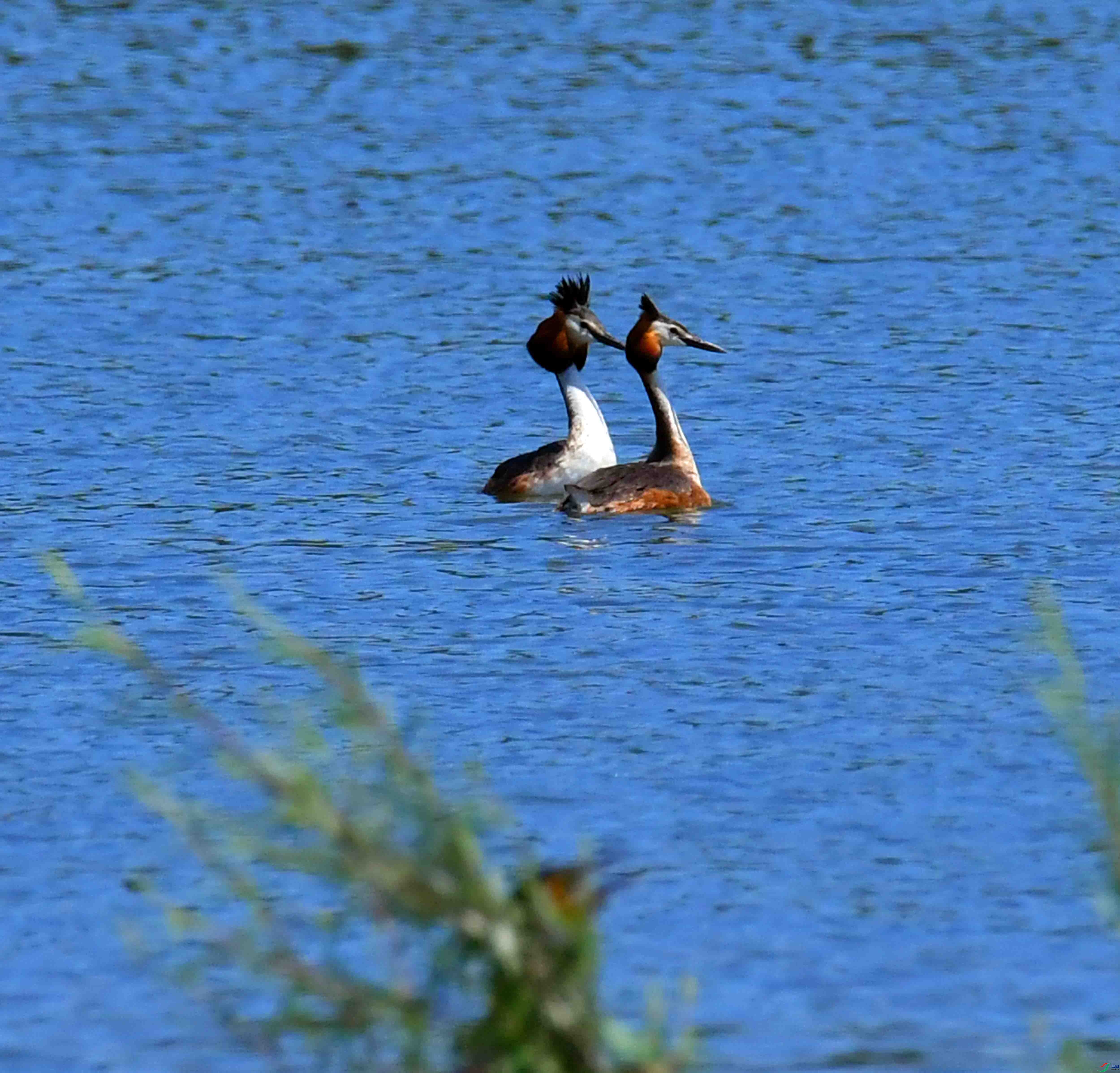 DSC_6596.JPG