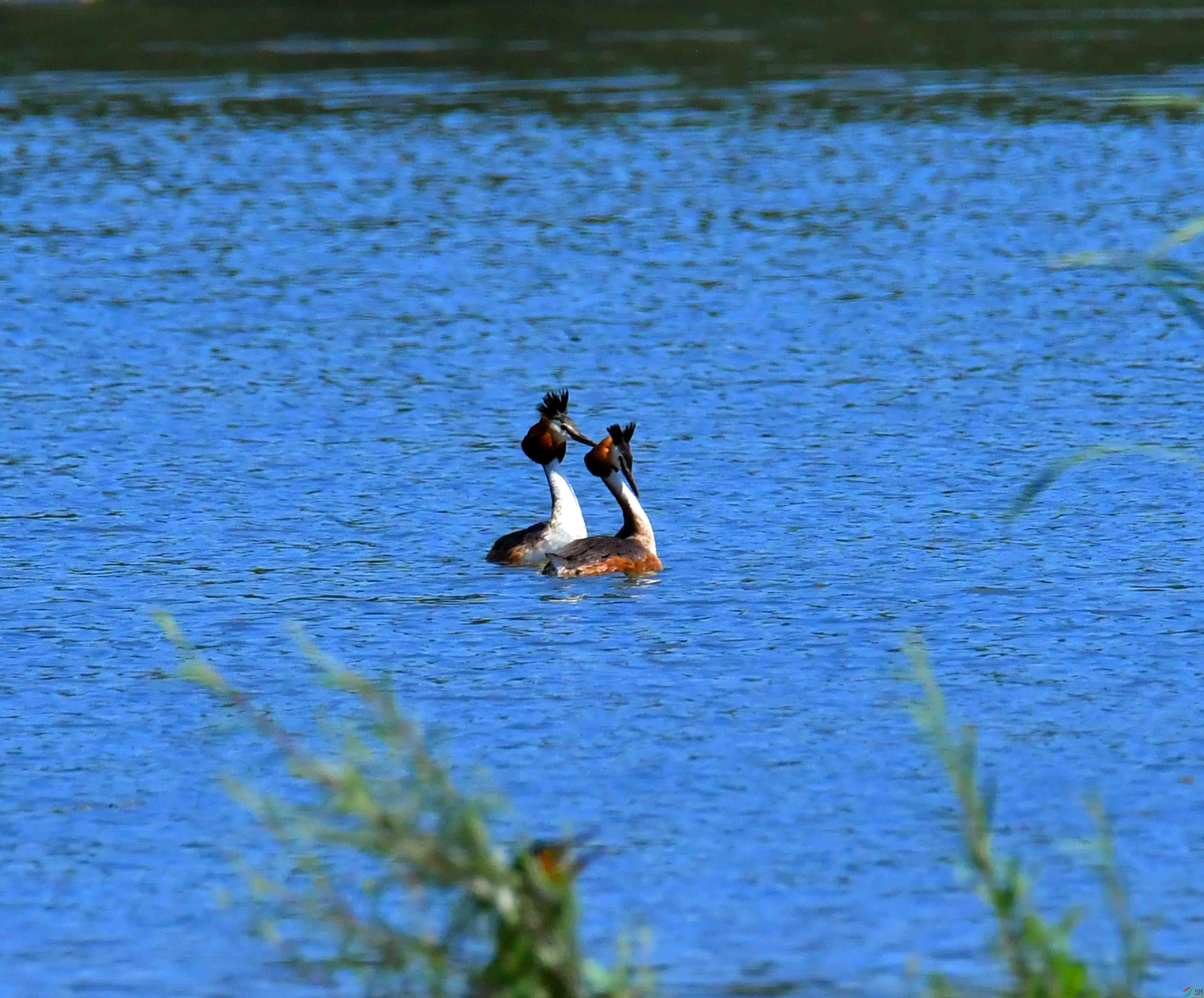 DSC_6597.JPG