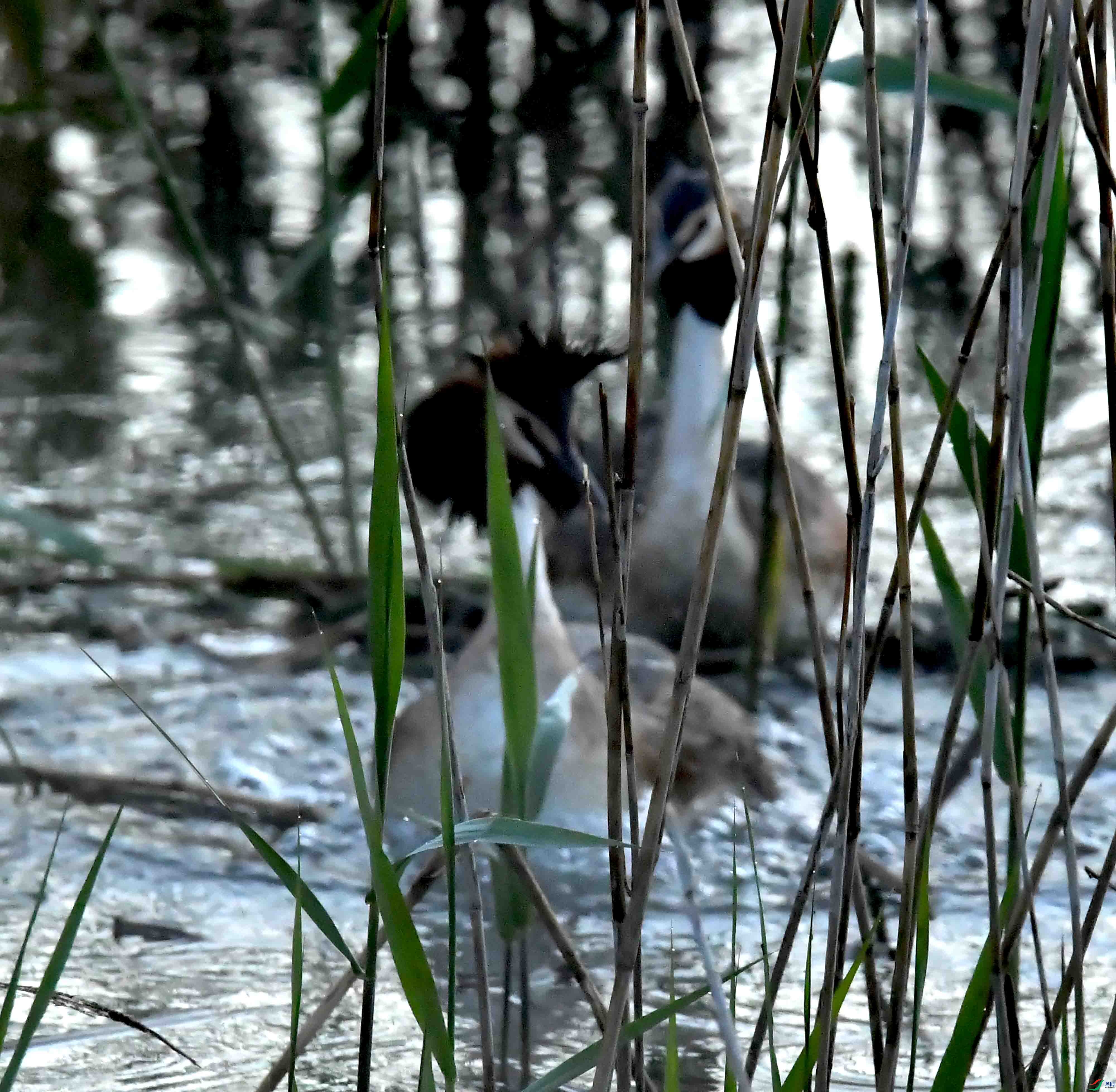 DSC_9963.JPG