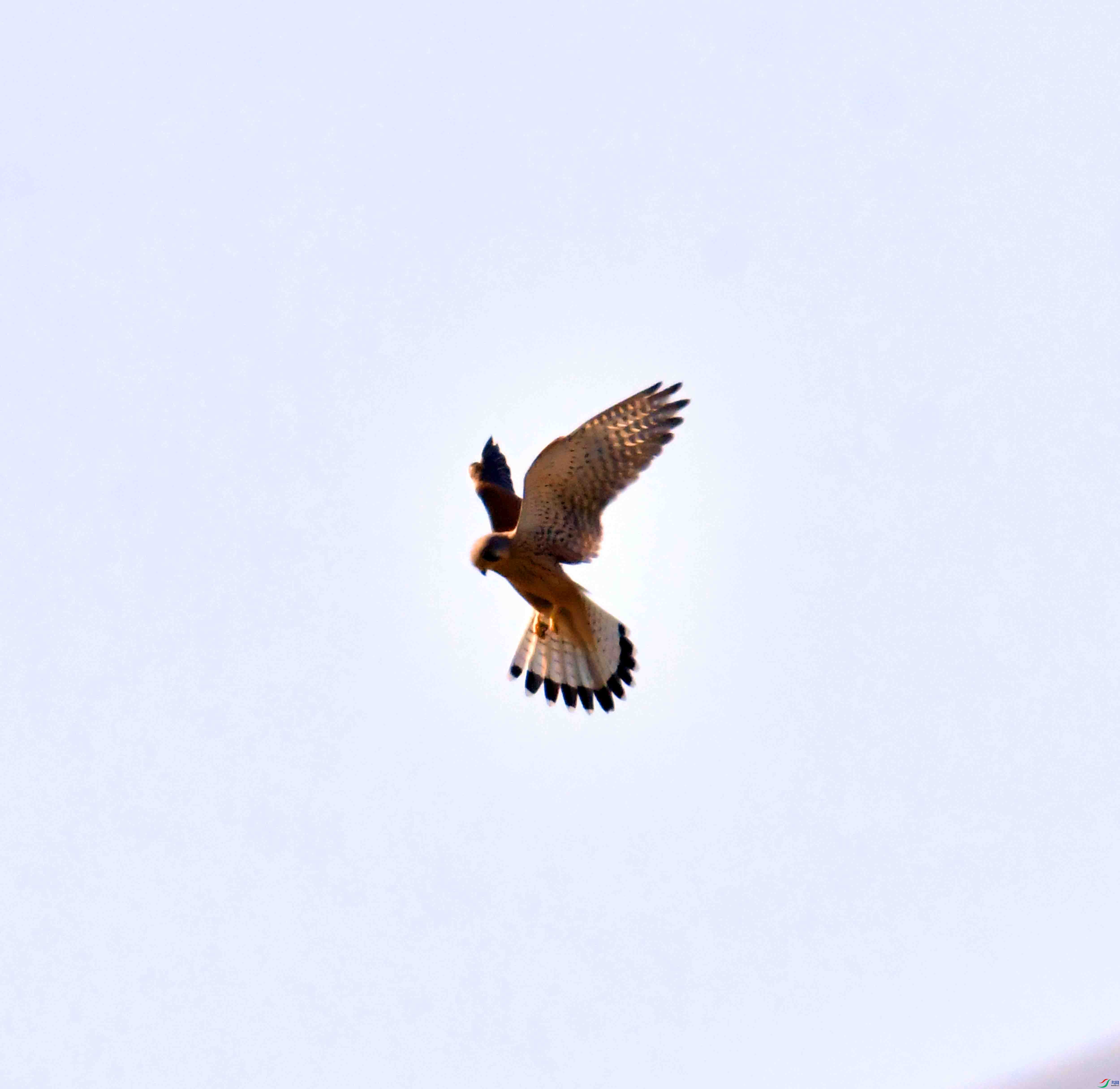 DSC_0688.JPG