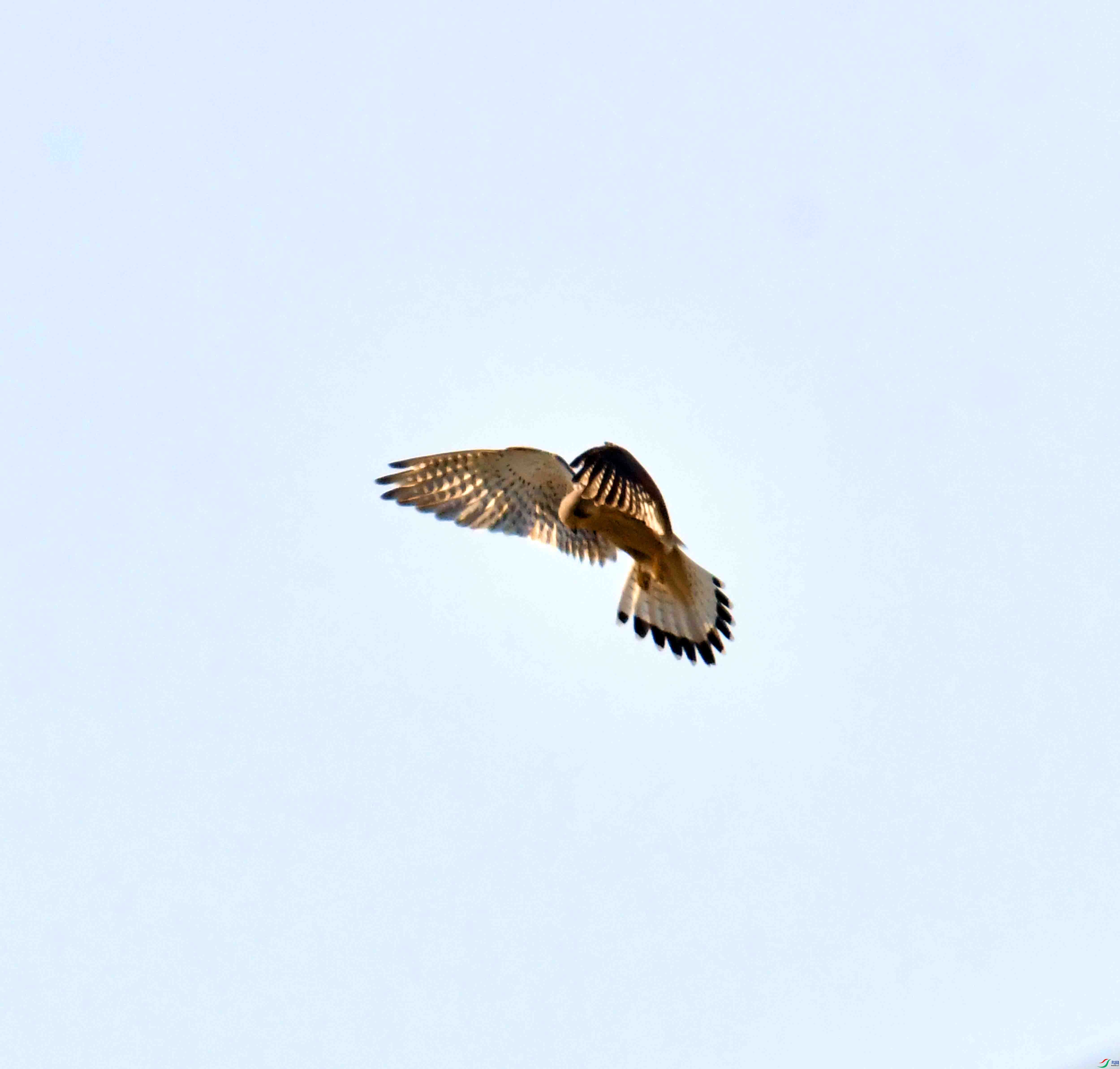 DSC_0689.JPG