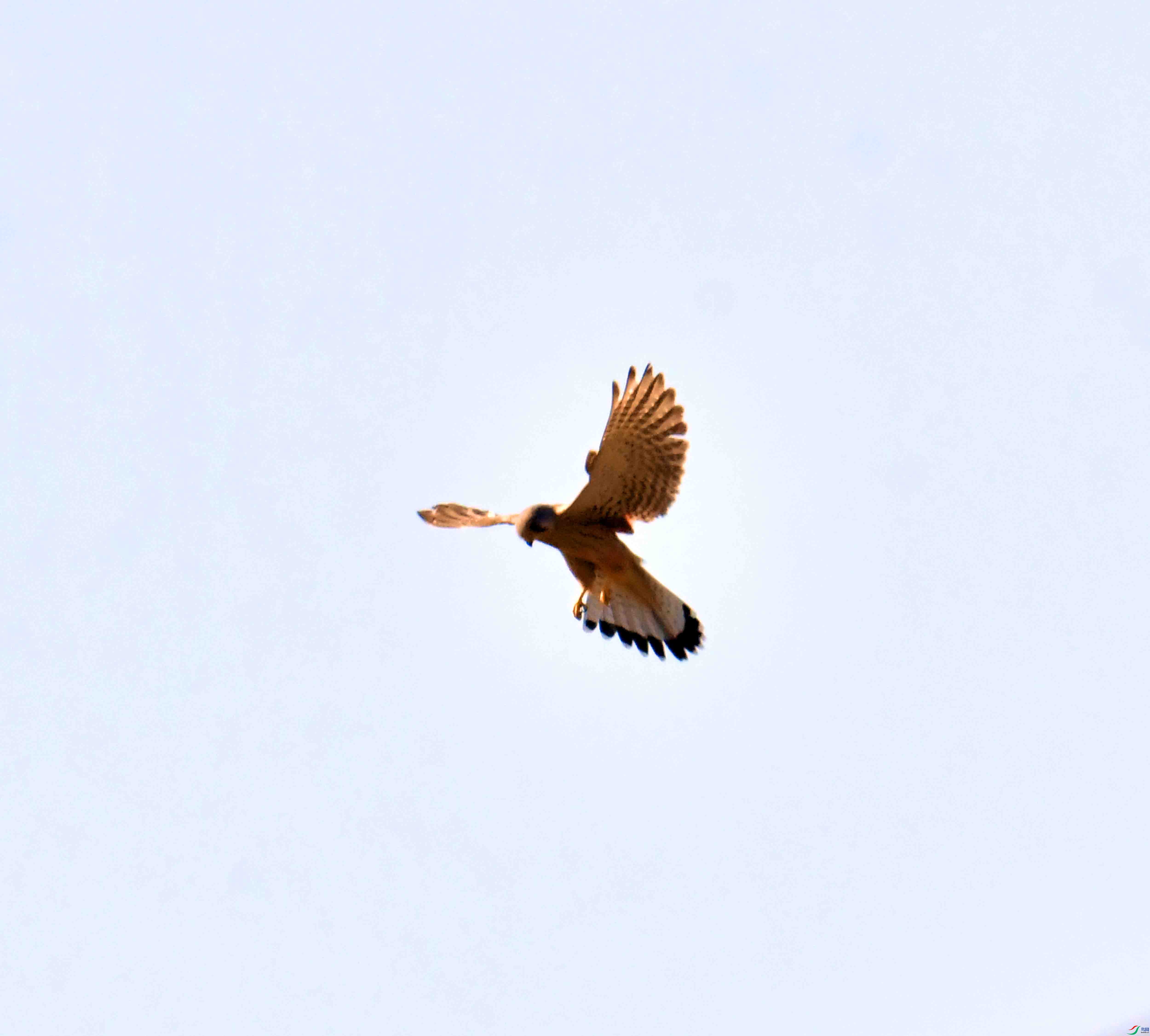 DSC_0690.JPG