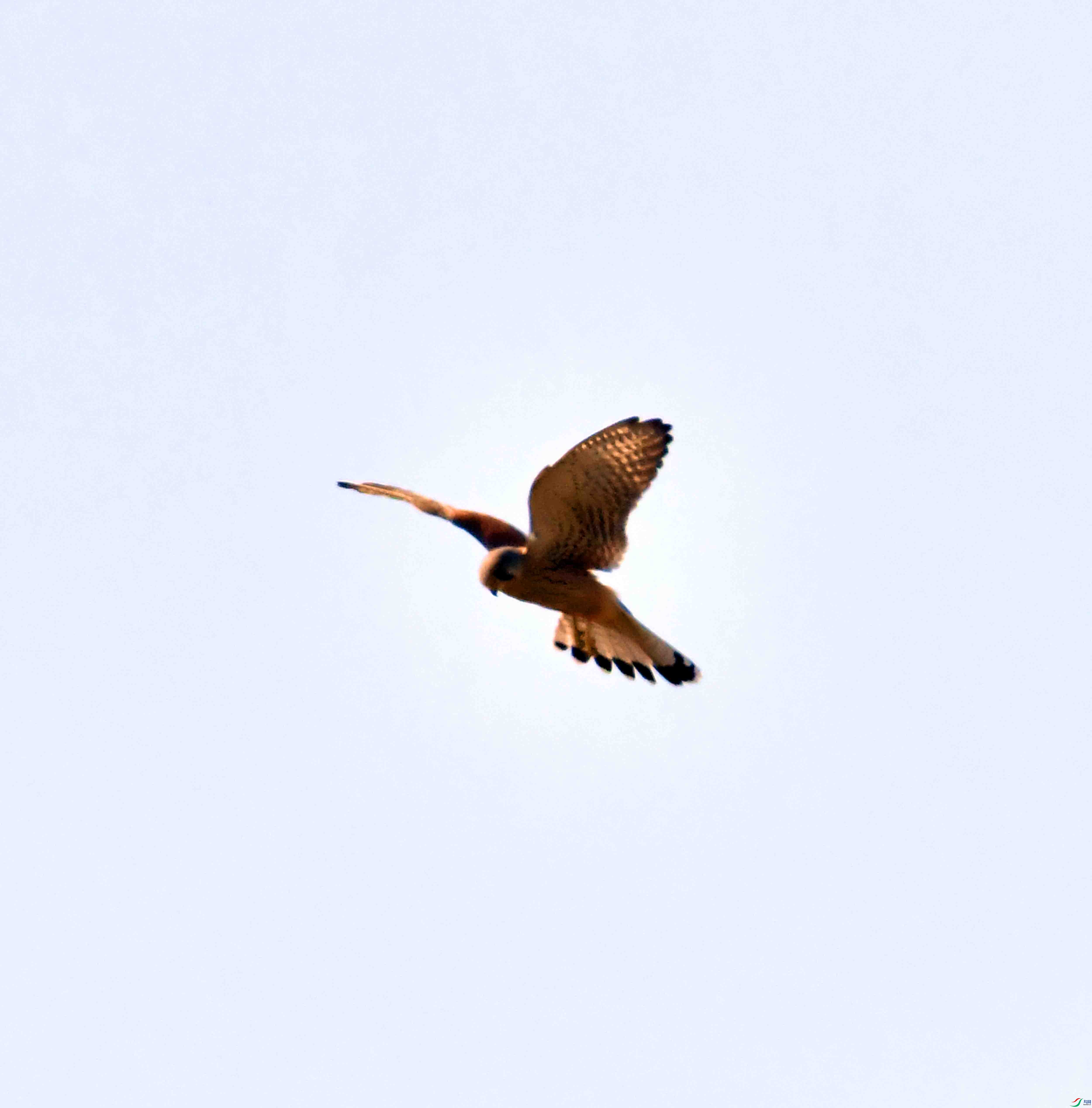 DSC_0692.JPG