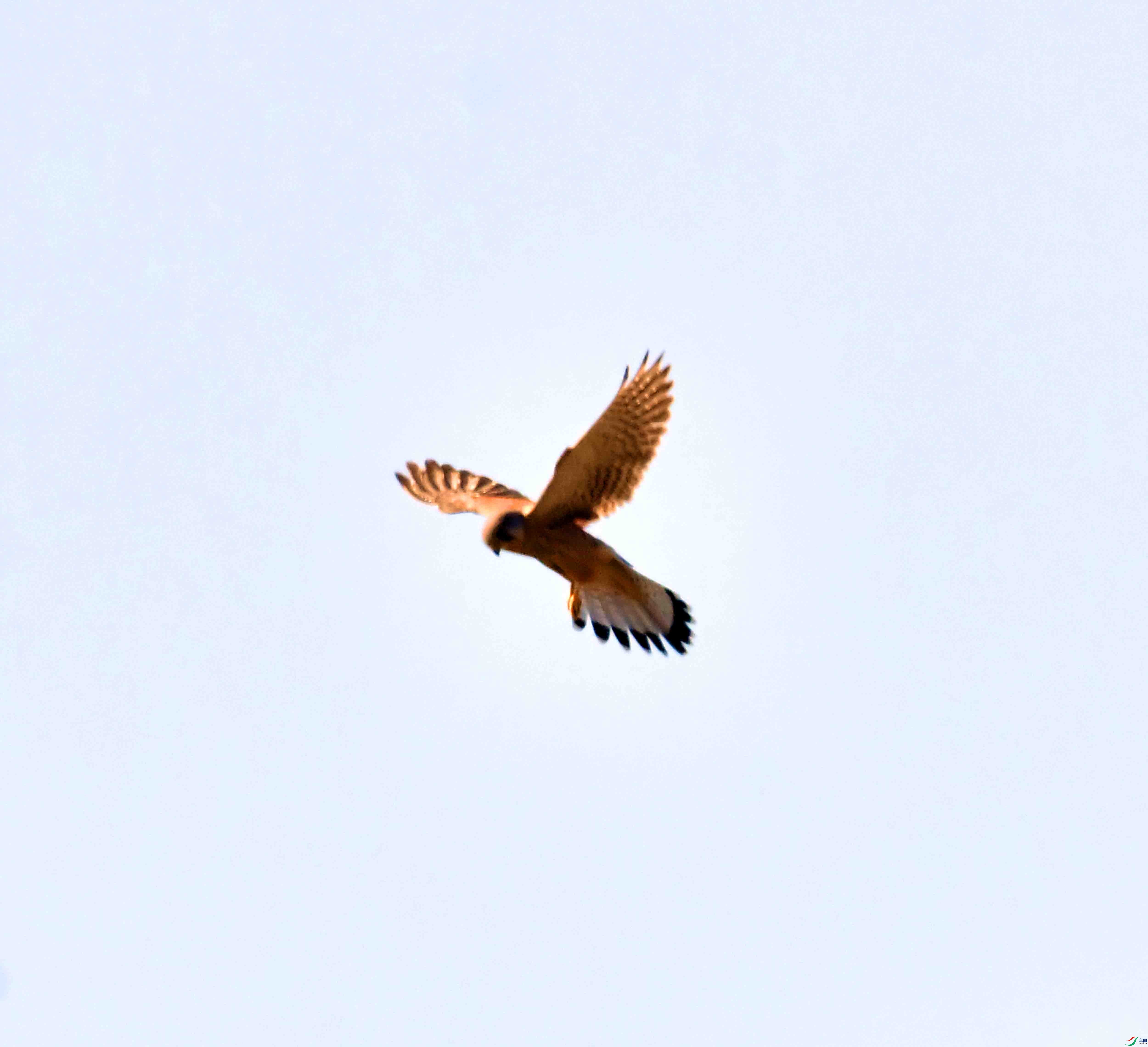 DSC_0691.JPG