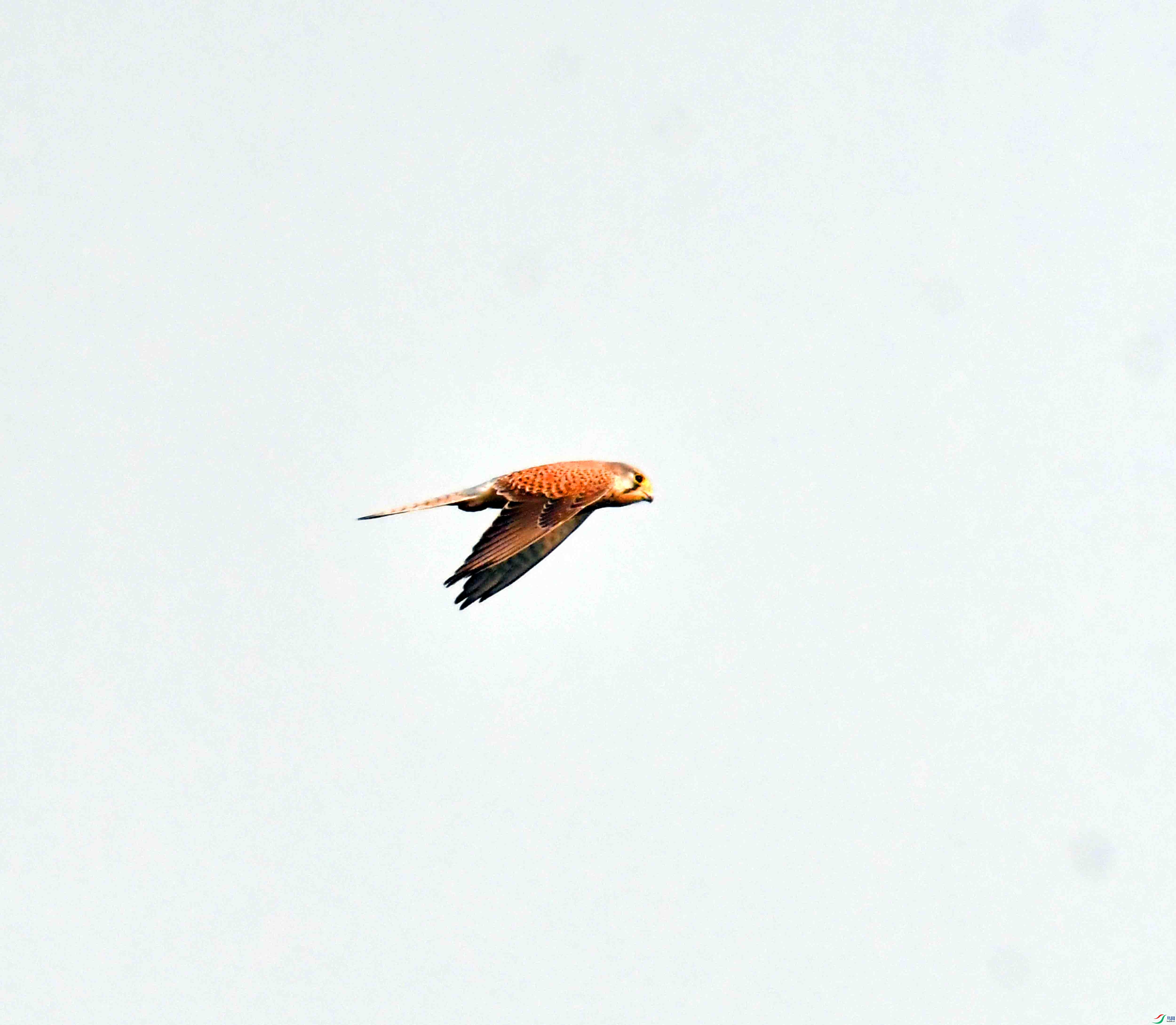 DSC_3636.JPG