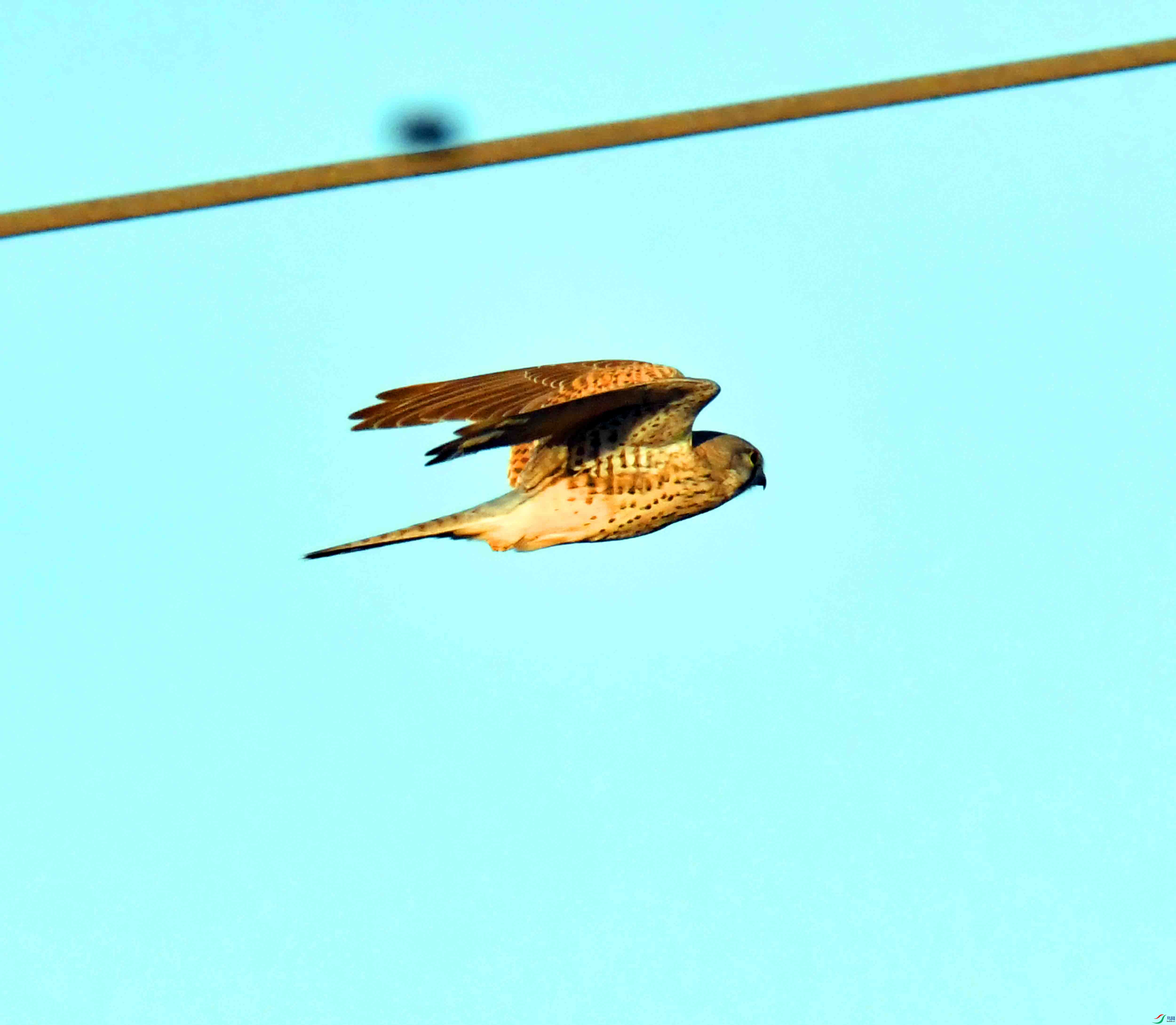 DSC_4123.JPG