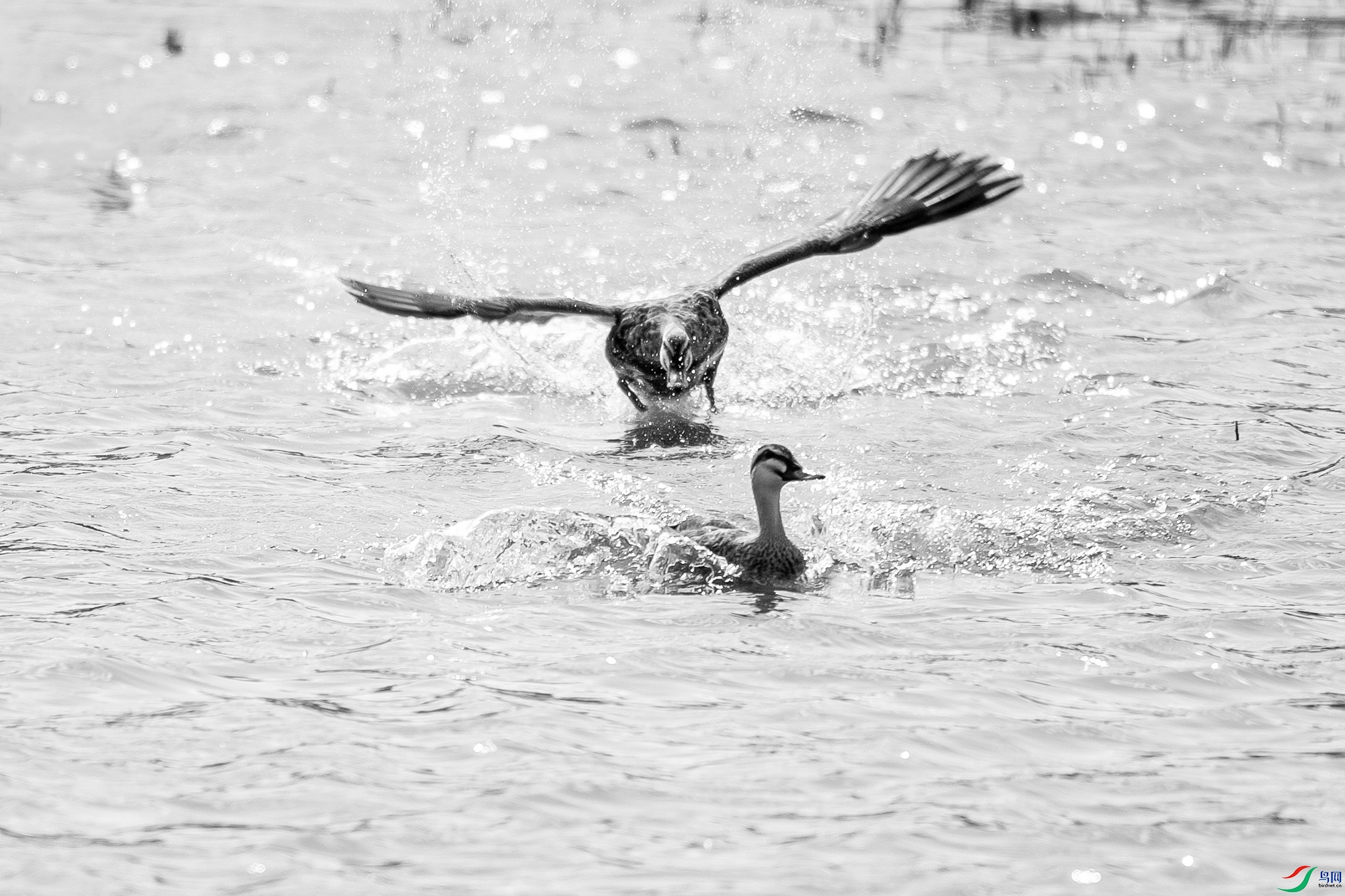 _DSC29080.jpg