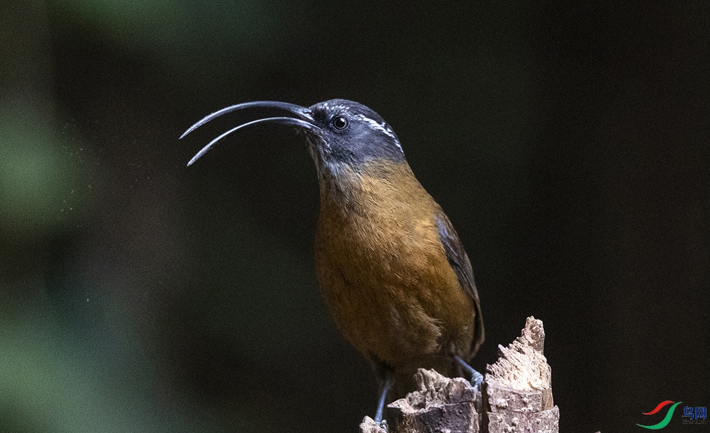 ������ (3).jpg