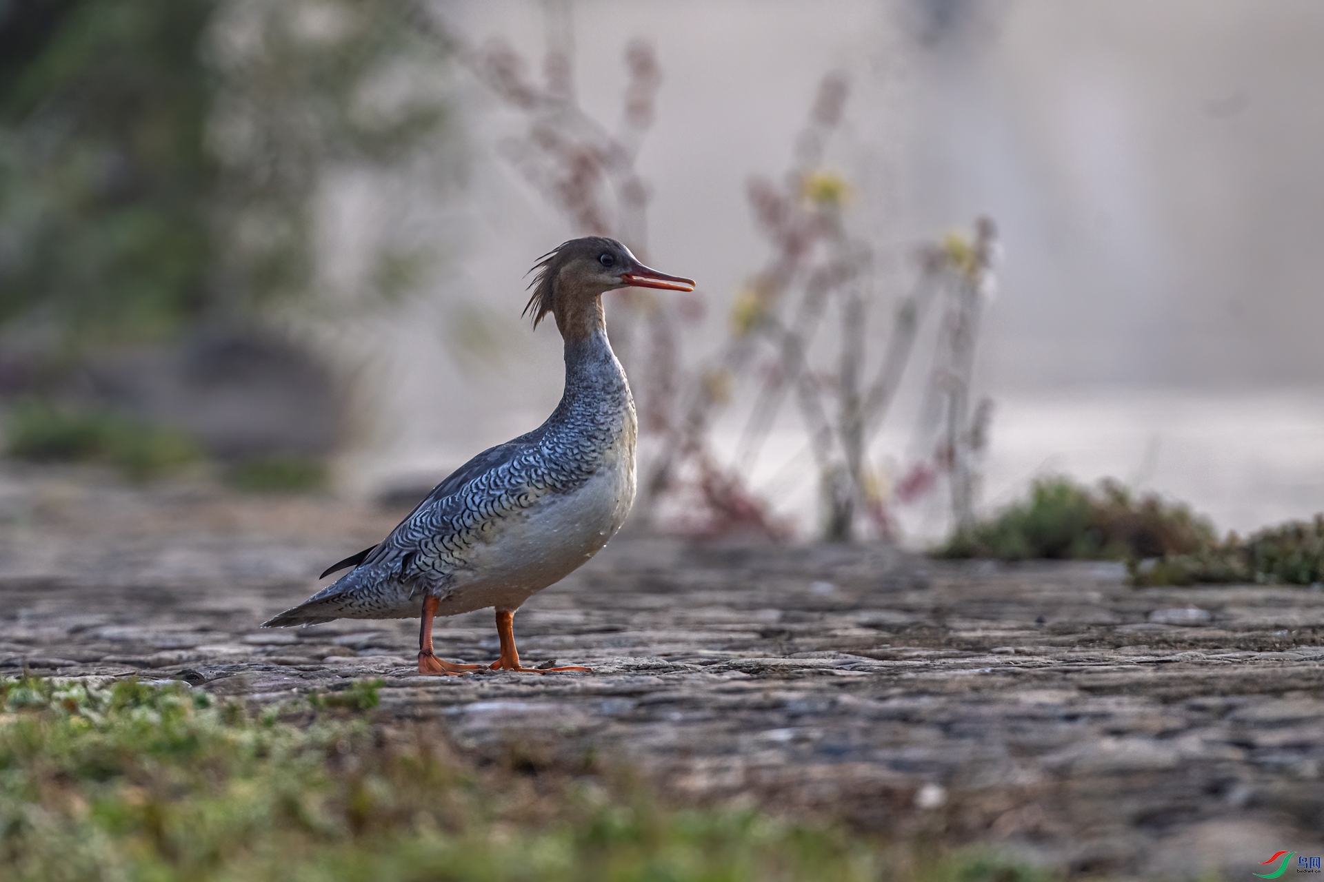 DSC_1636-11.jpg