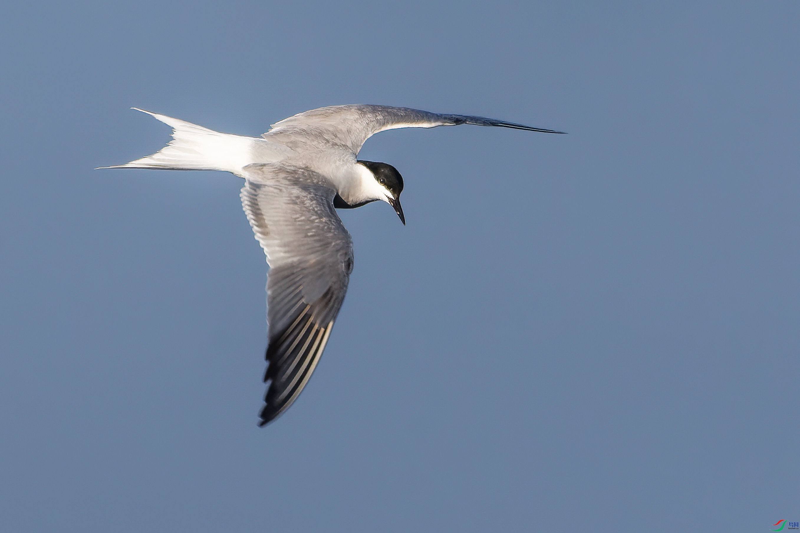 DSC_9266.jpg
