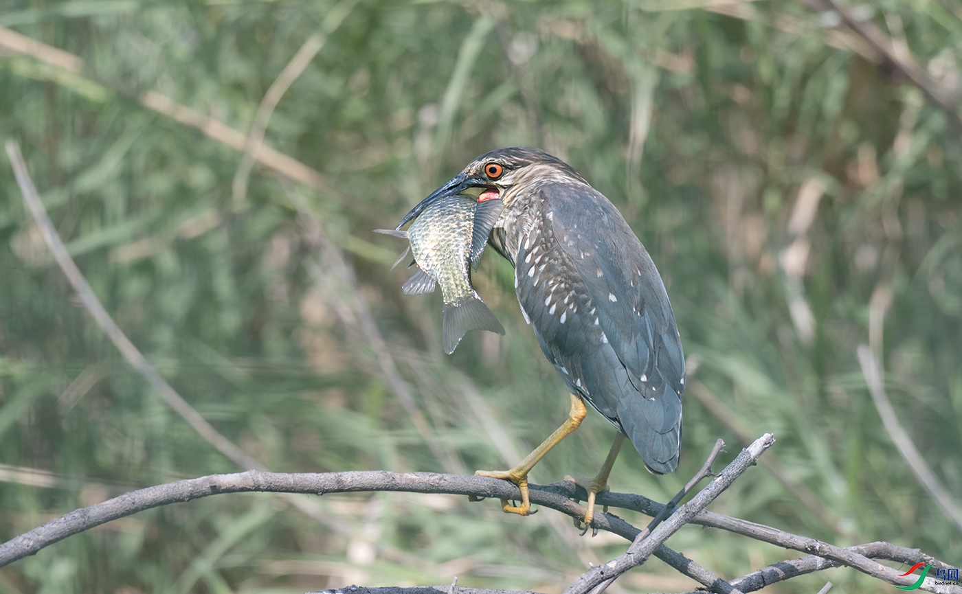 DSC_7361.jpg