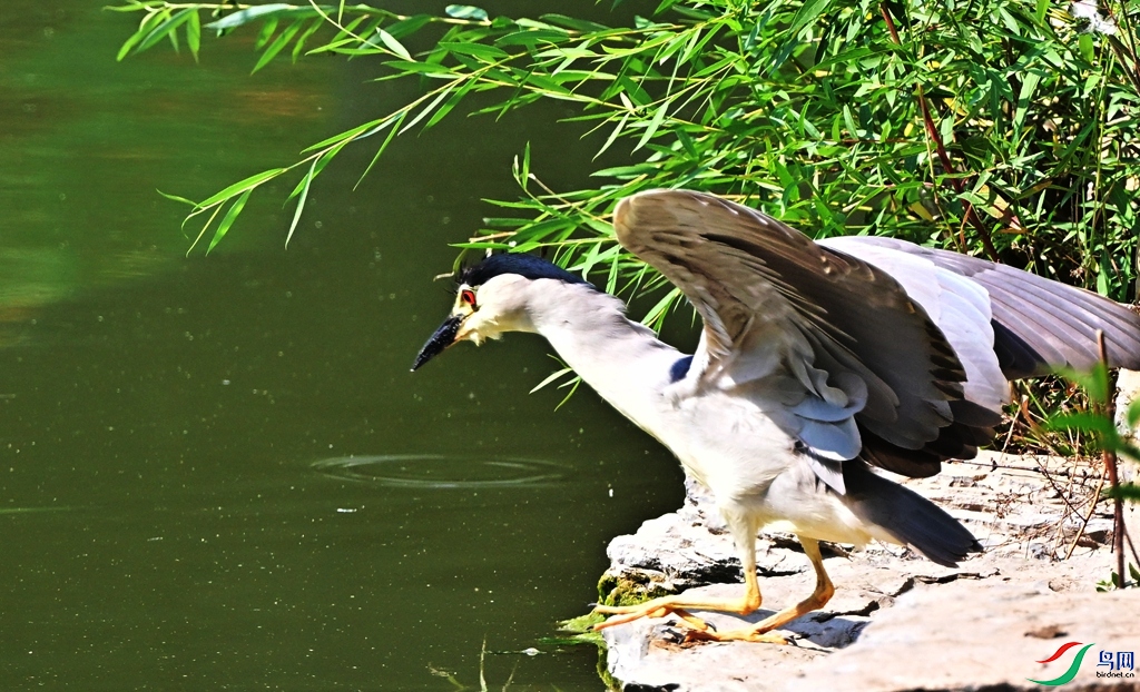 DSC_1003.JPG