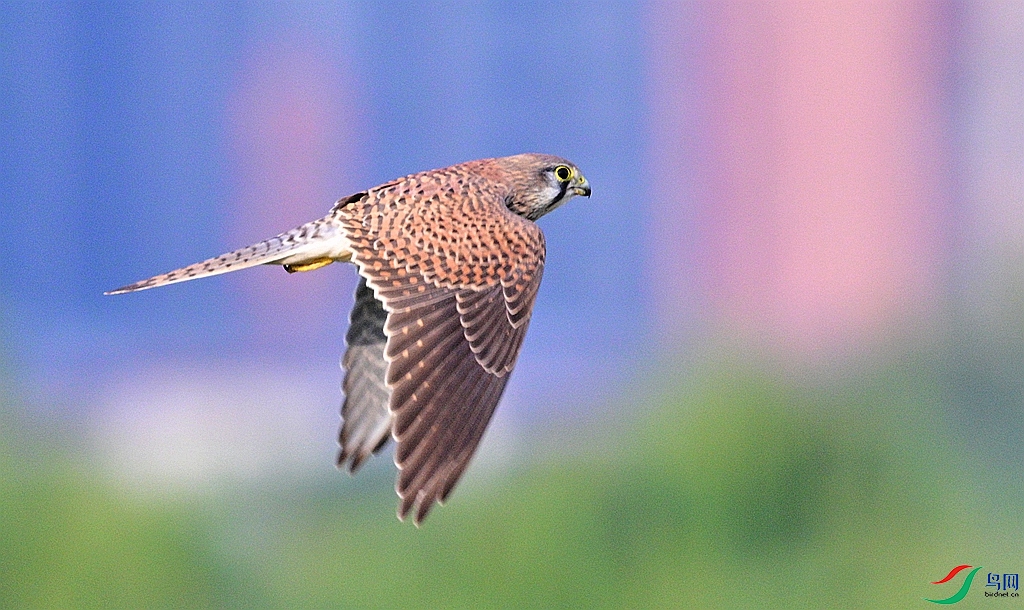 DSC_8060.JPG
