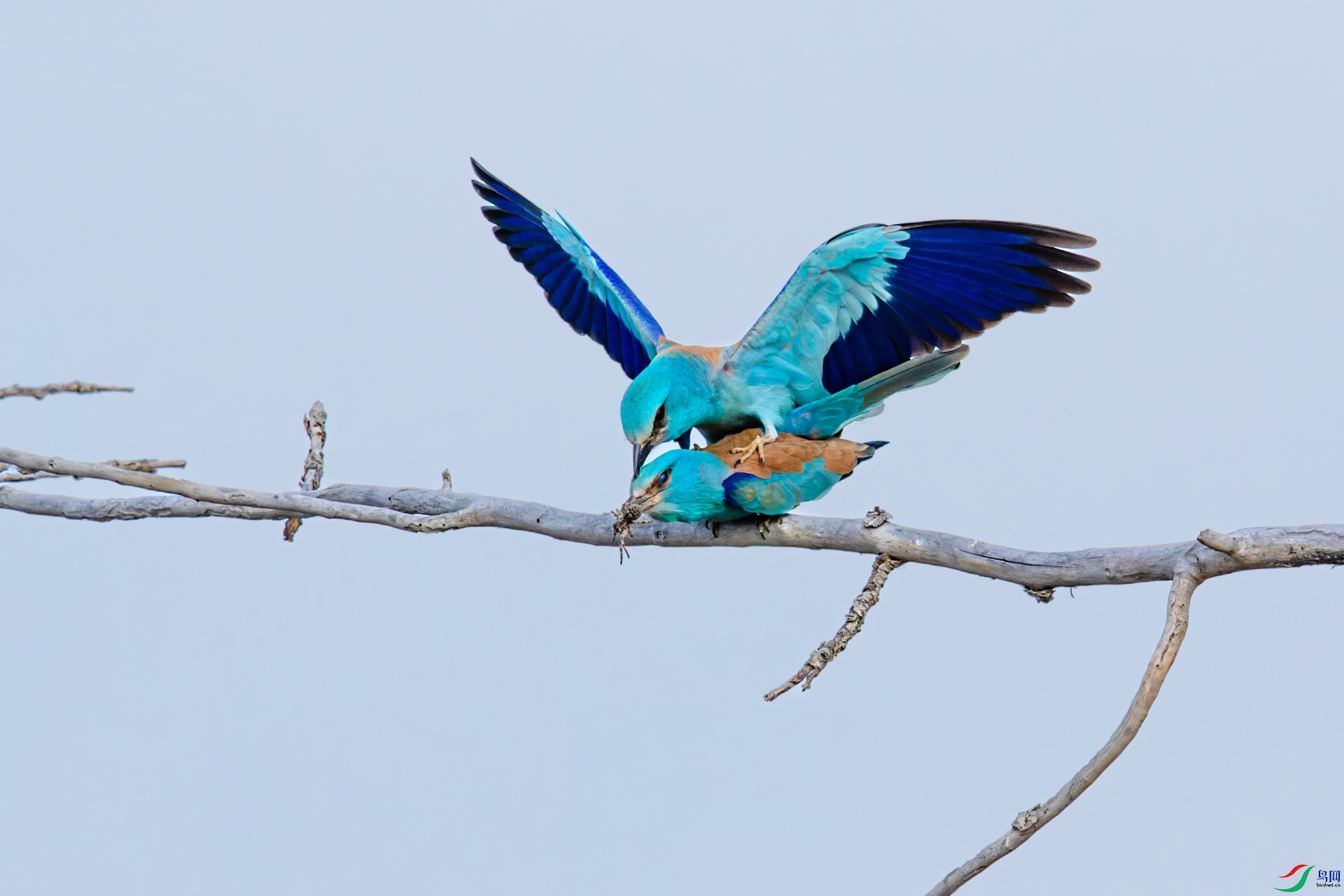 _00A1361-CR2_DxO_DeepPRIME.jpg