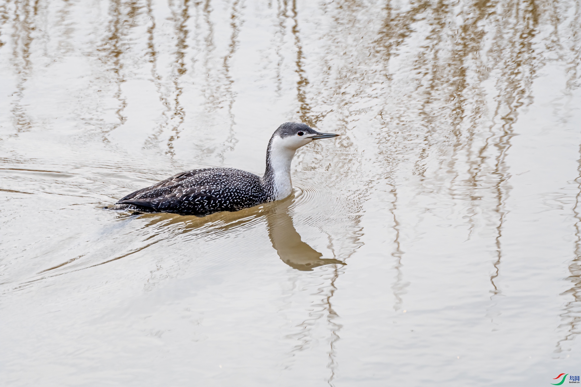 DSC_5218-1a.jpg