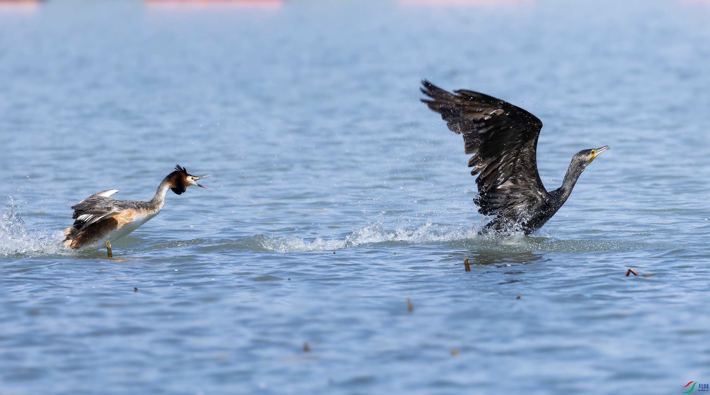 L10A0084 ����_����.jpg