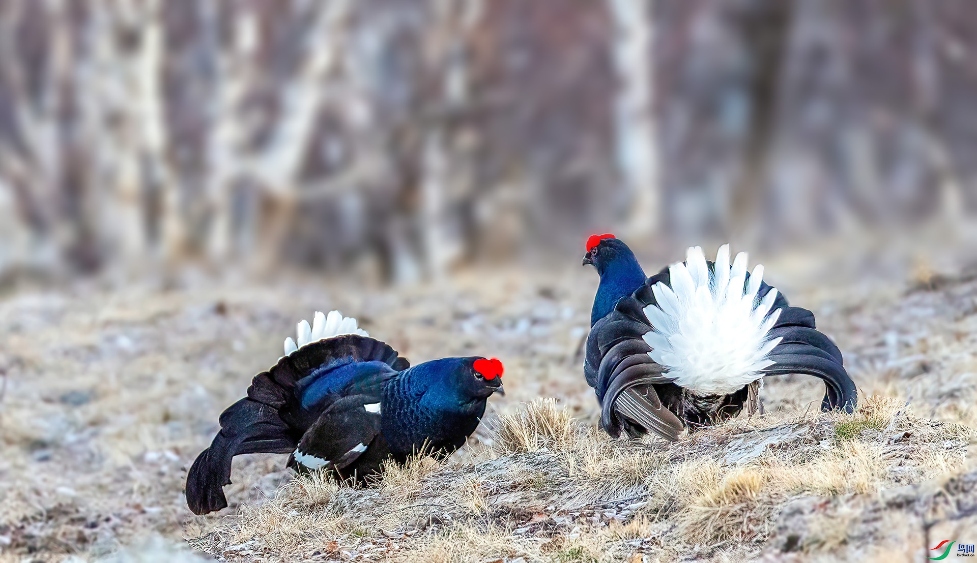 060A5788 ����-Sh---1 .jpg