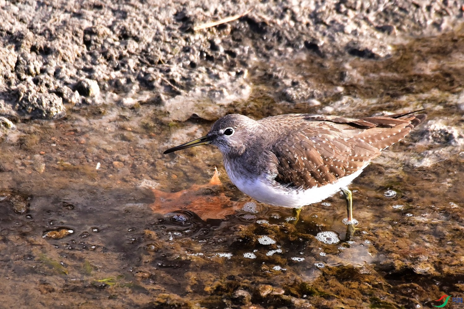DSC_4437.JPG