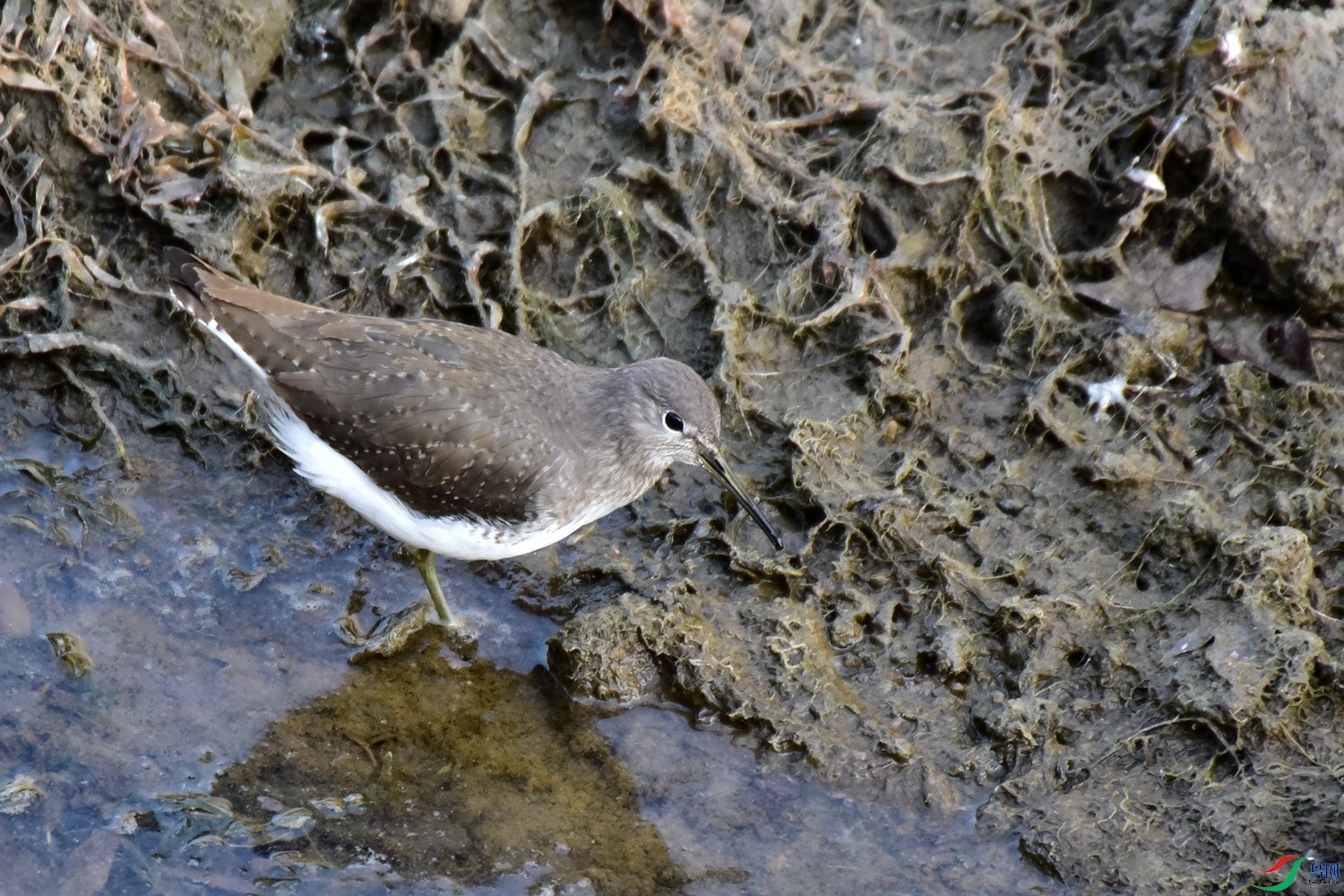DSC_4432.JPG