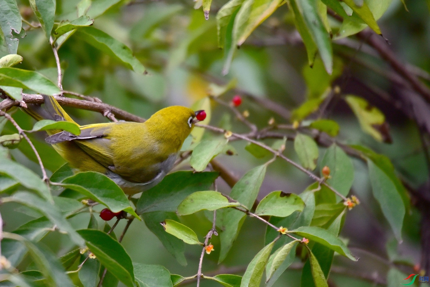 DSC_1562.JPG