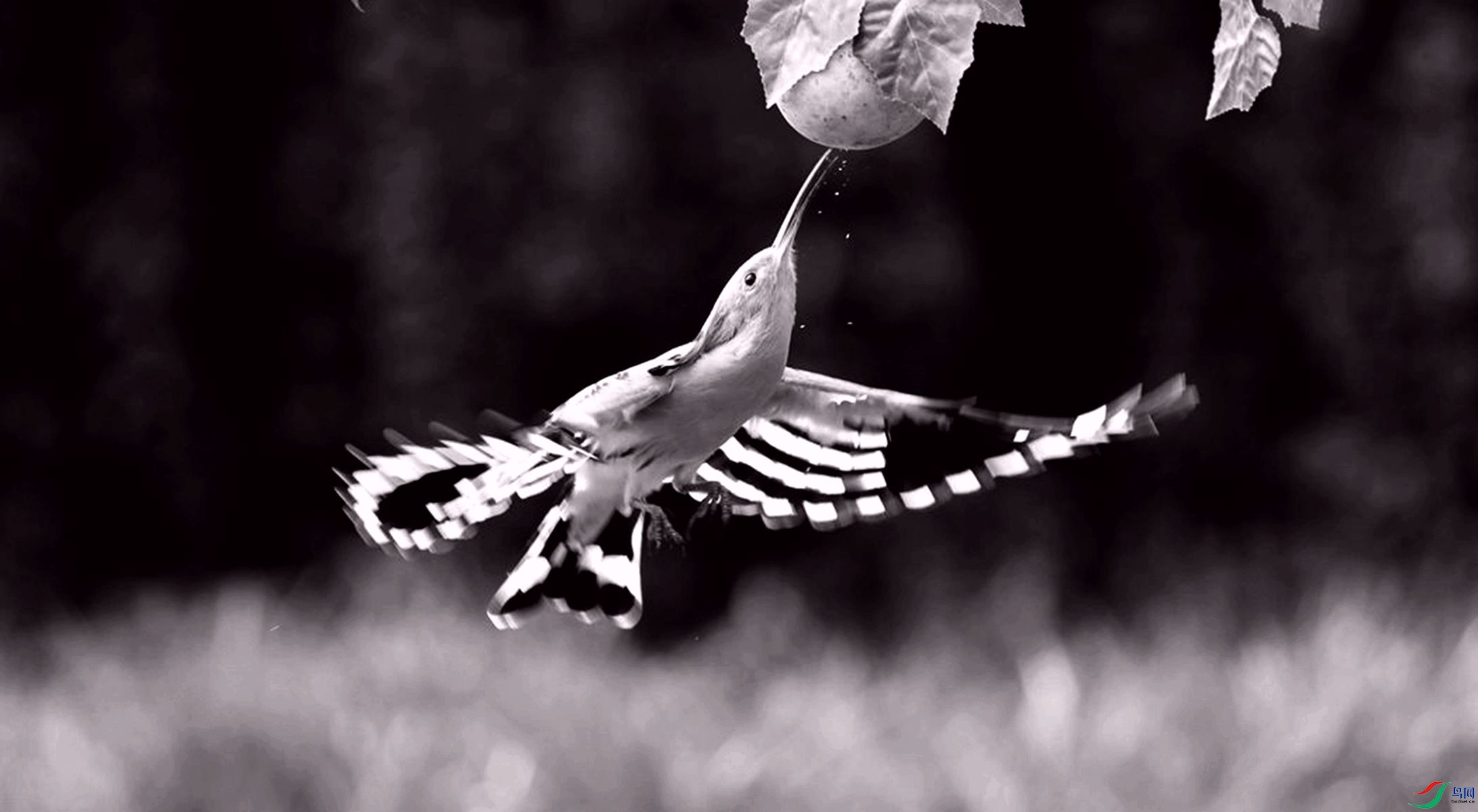 ��ʤ106_����_����.jpg