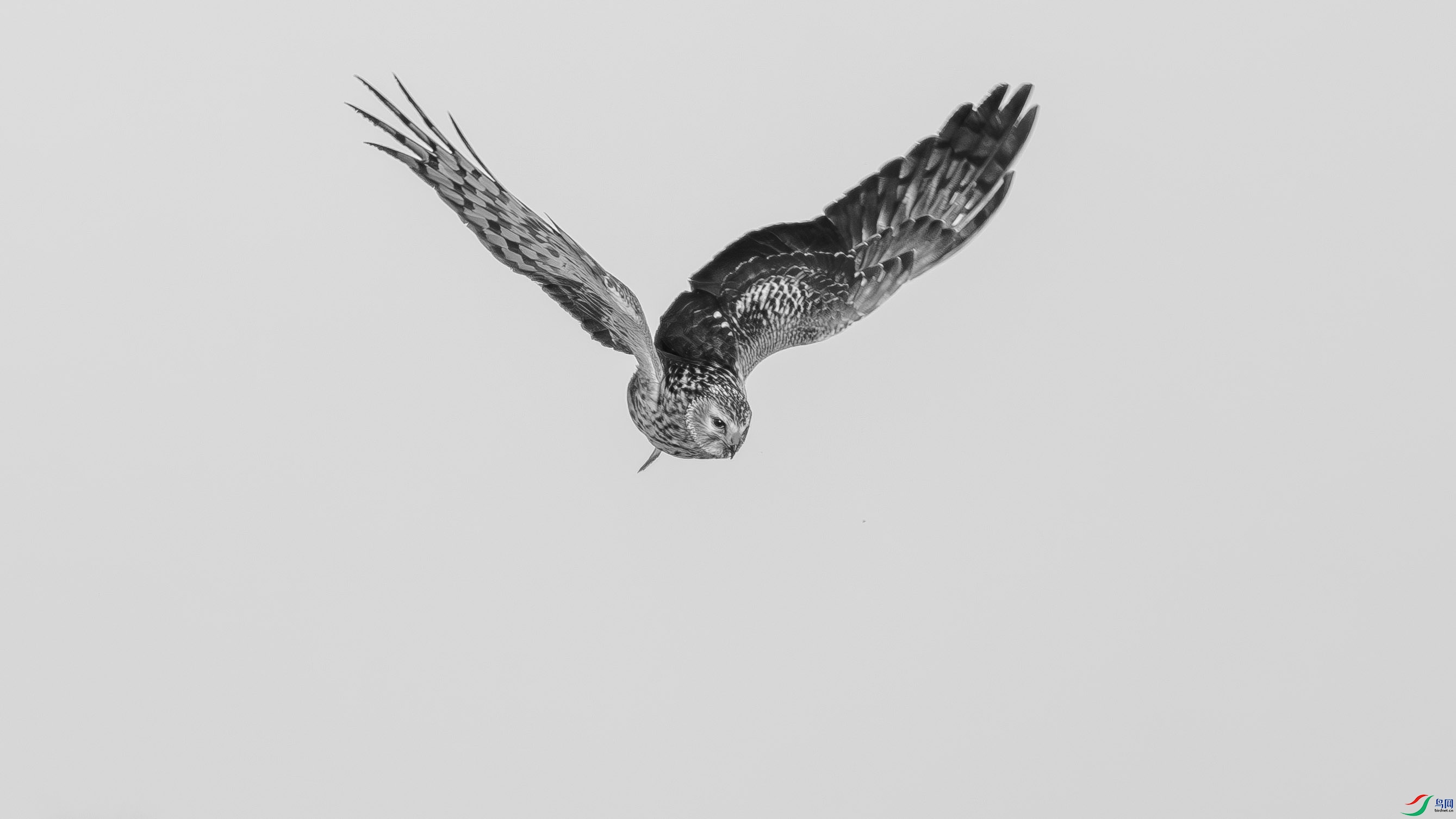 DSC05114-h.jpg