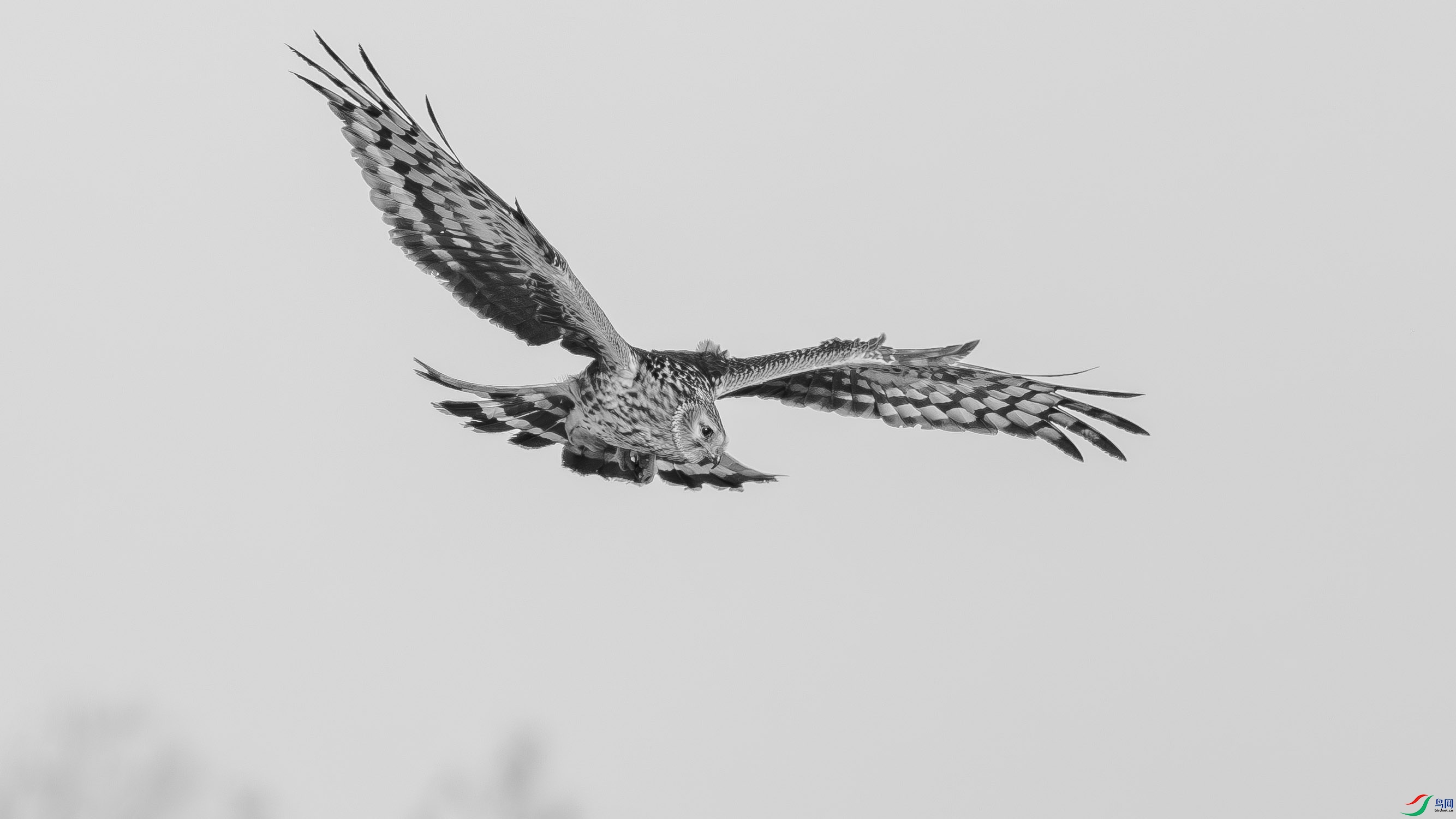 DSC05117-h.jpg