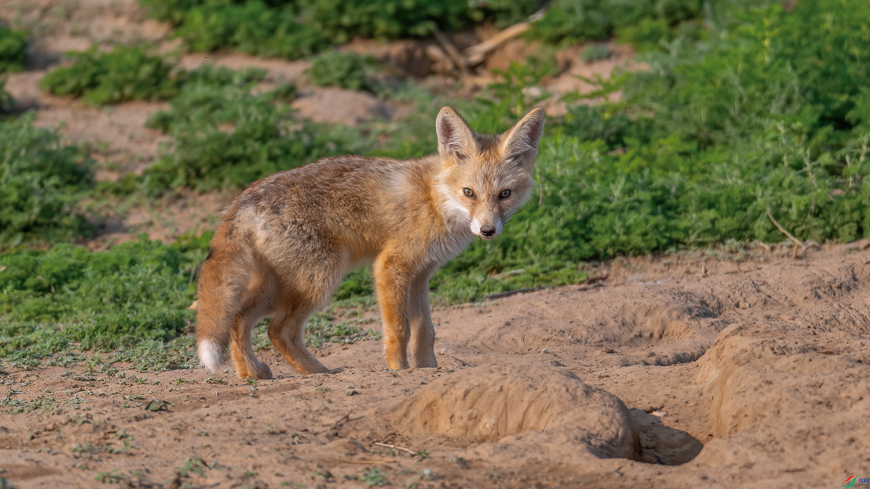 DSC_6558-����ǿ-NR.jpg