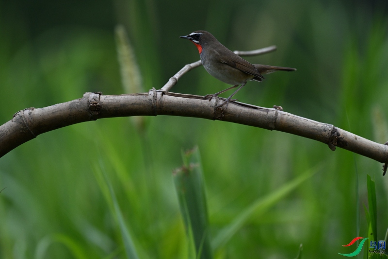 DSC_1772.JPG