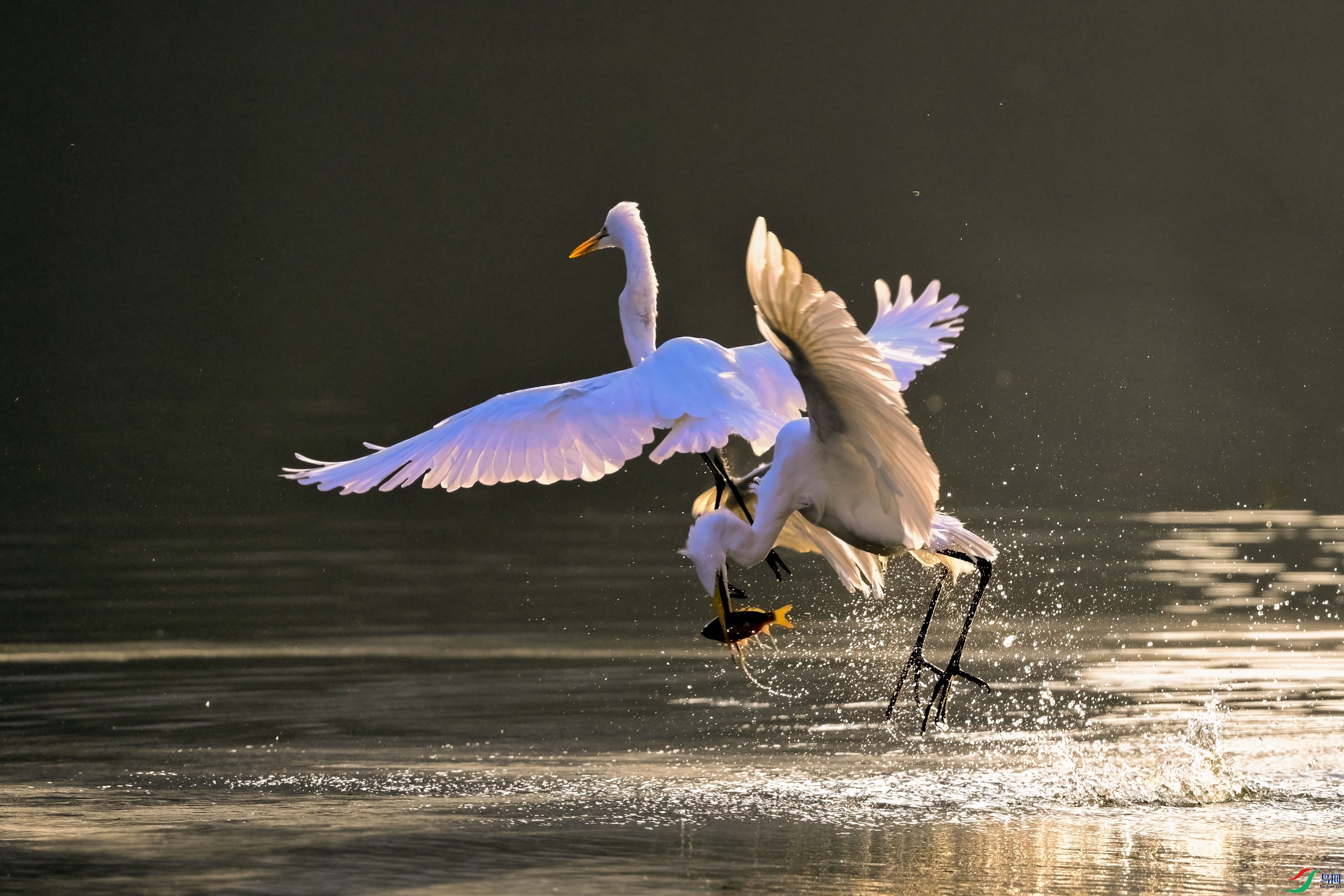 _DSC5475x.jpg