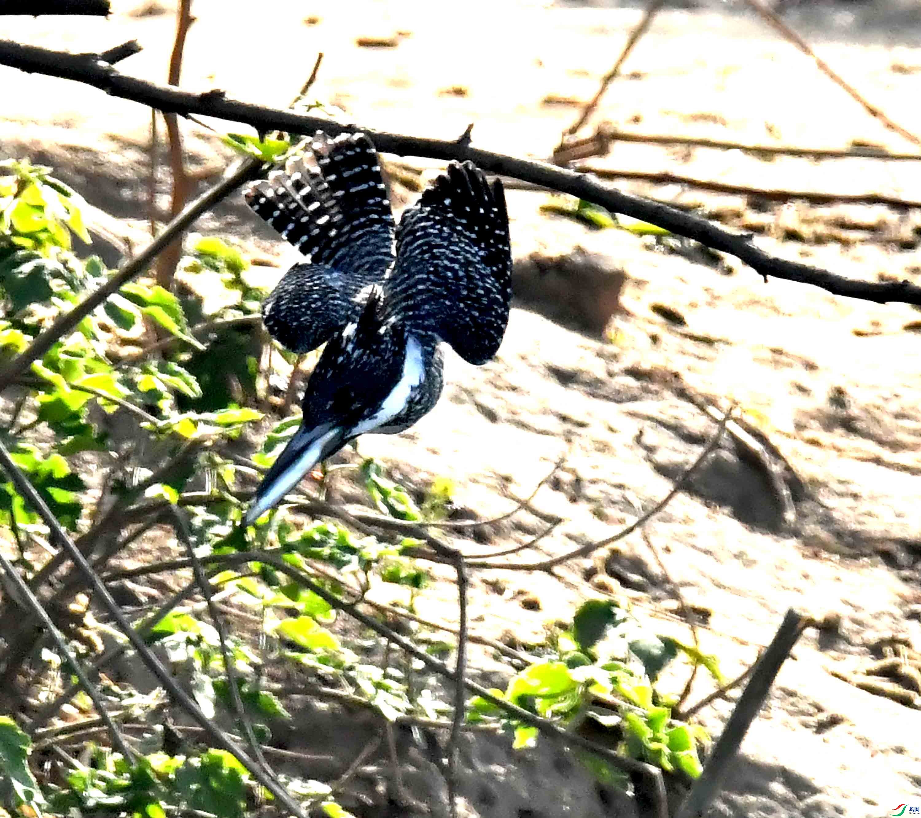 DSC_1127.JPG