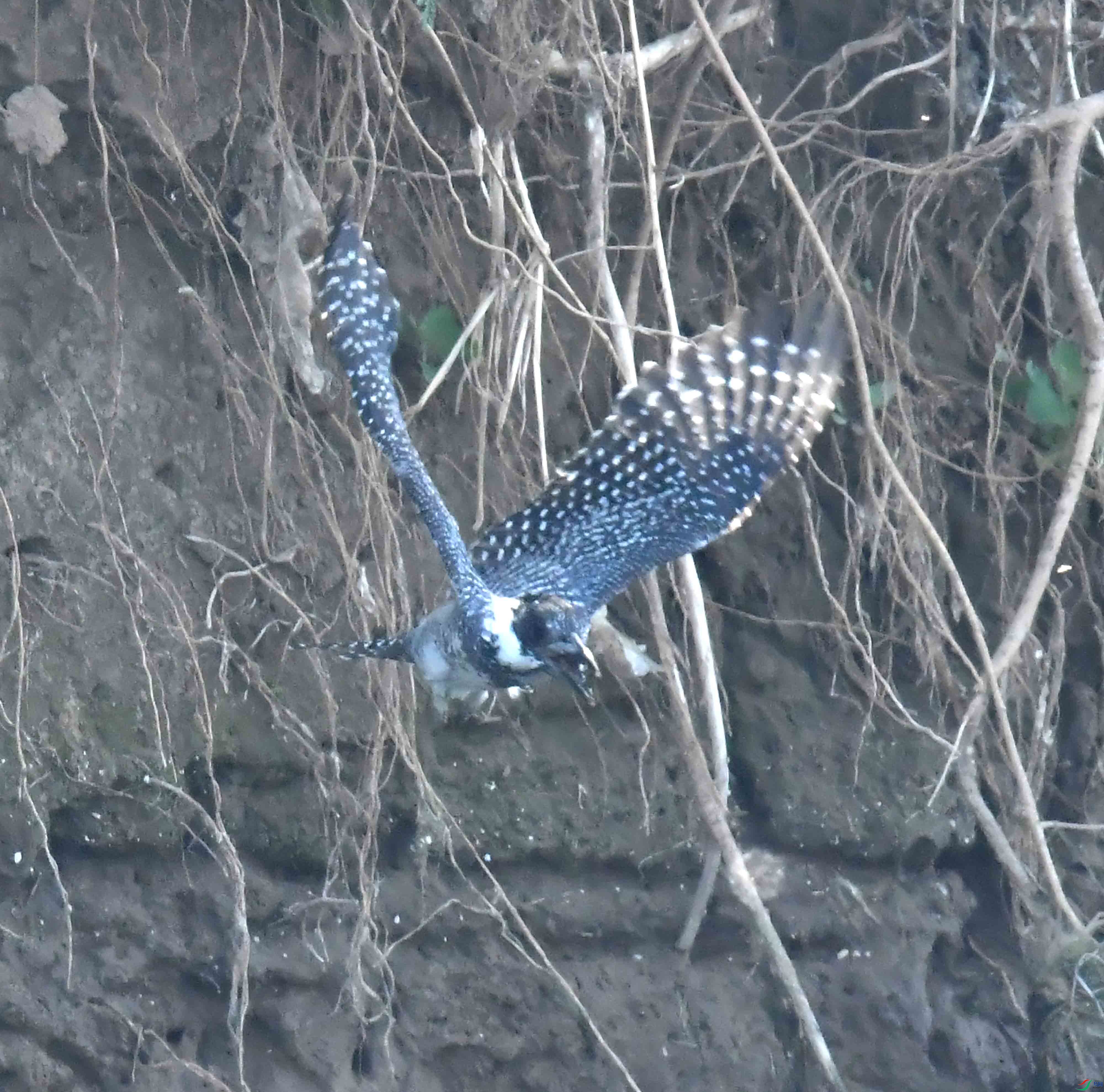 DSC_1133.JPG