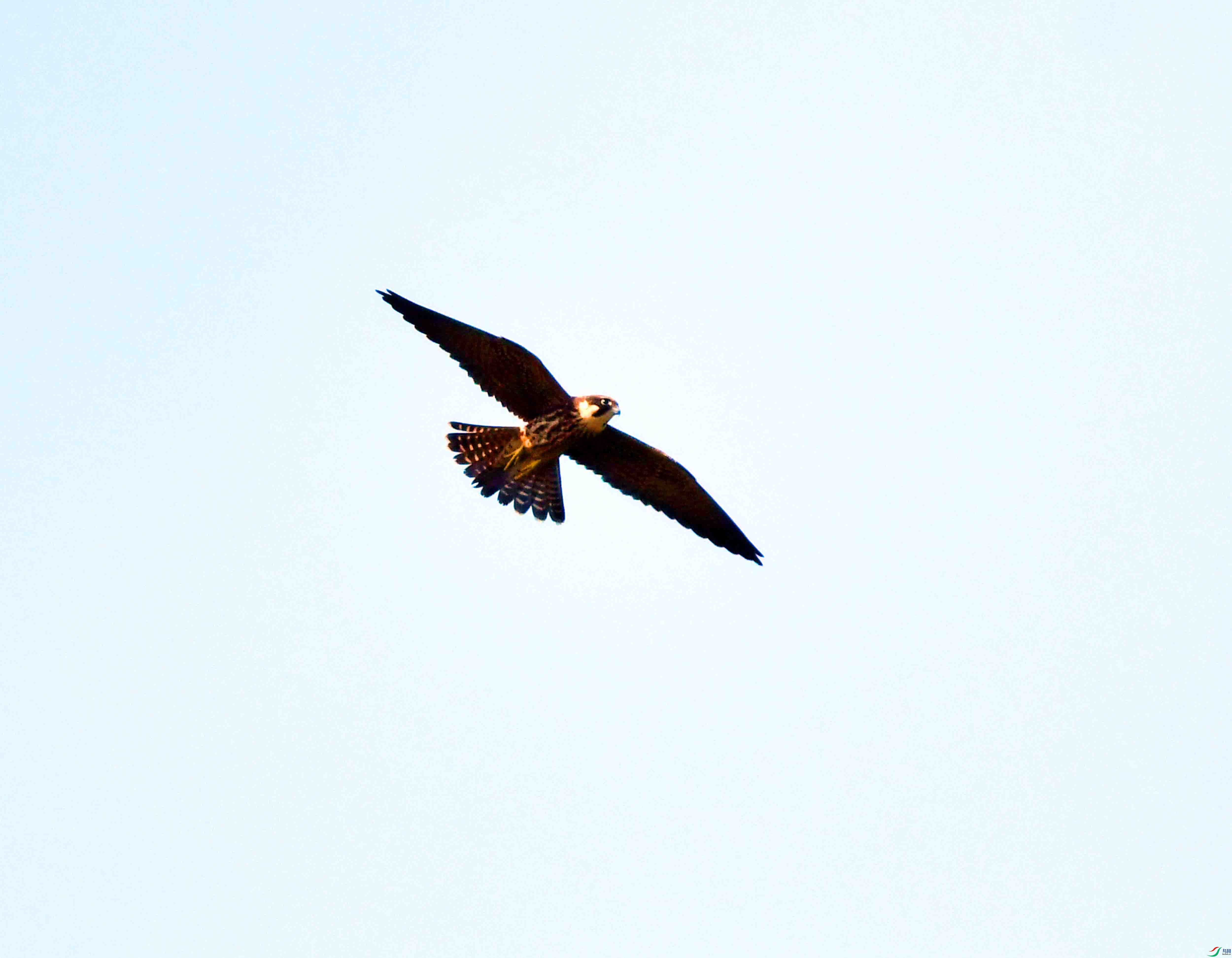 DSC_4133.JPG